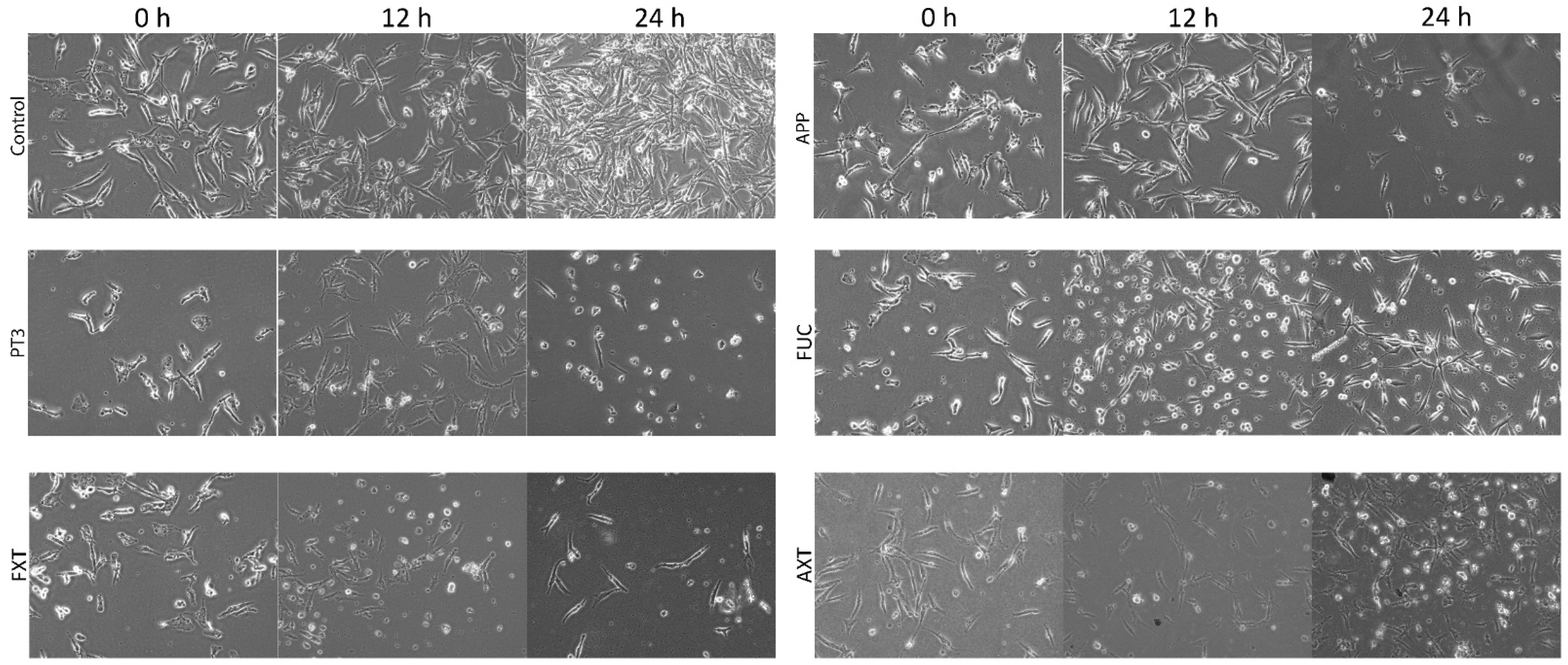 Nutrients 16 04274 g001
