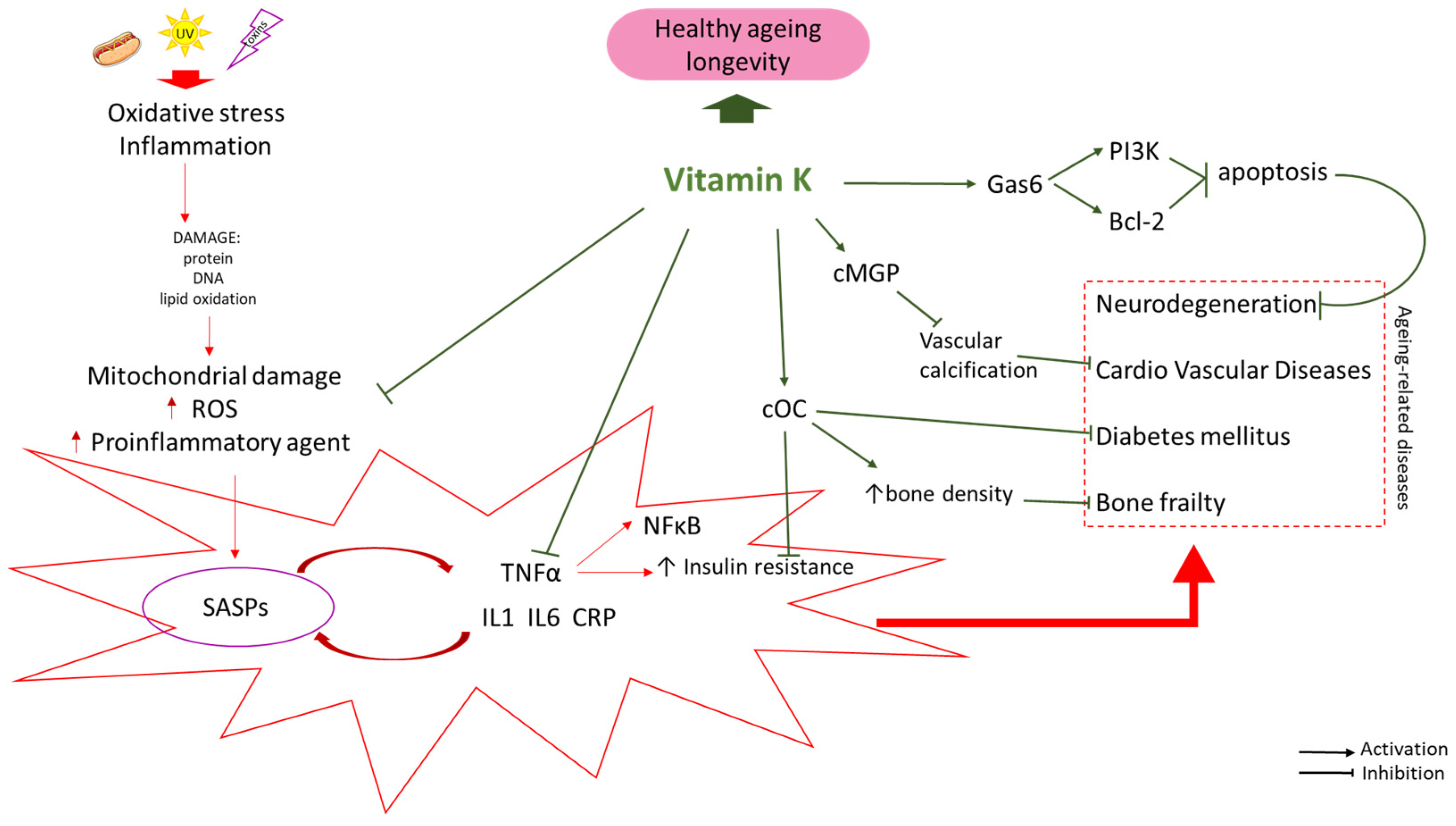 Nutrients 16 04341 g001