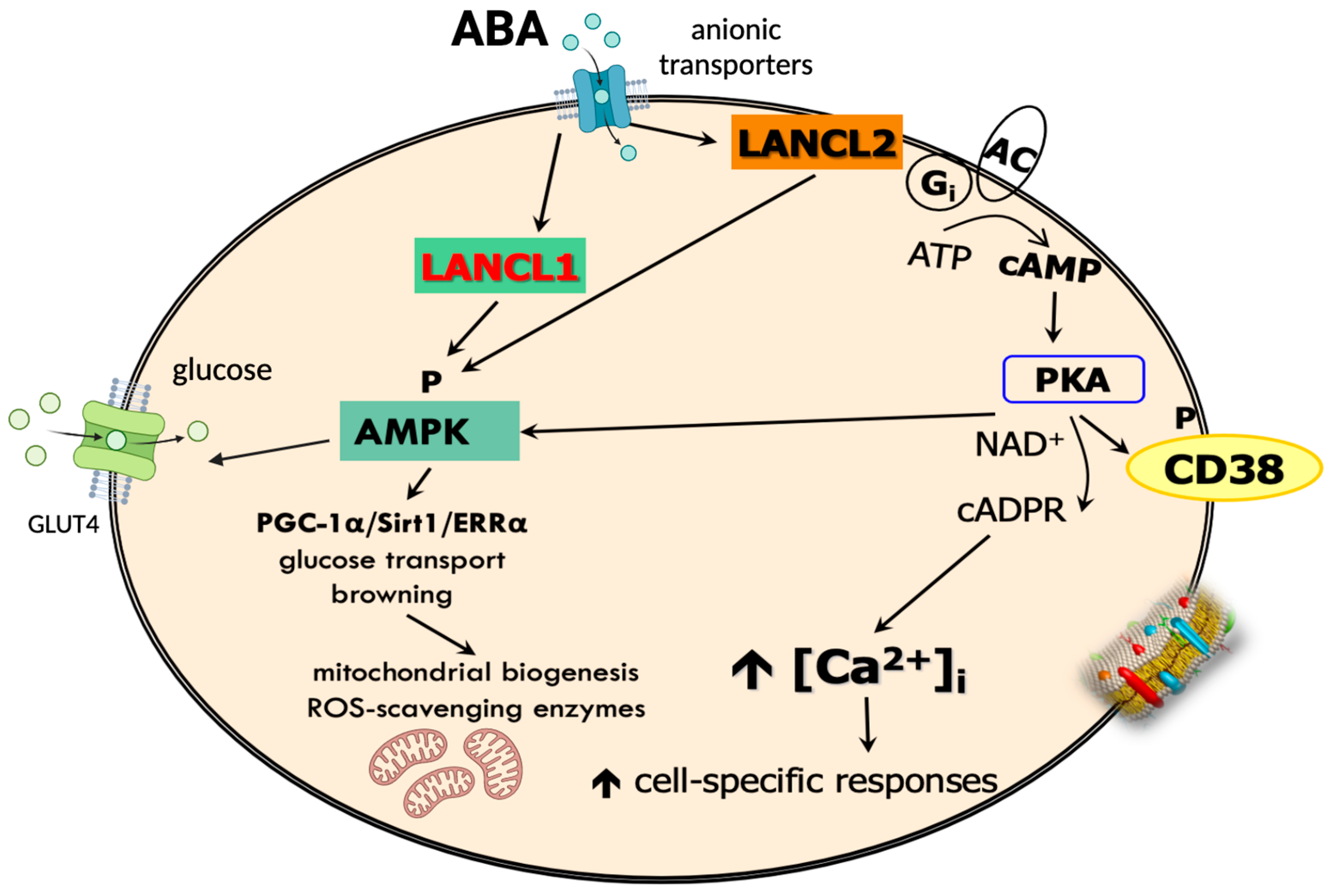 Nutrients 17 00013 g003 Nutrients 17 00013 g003