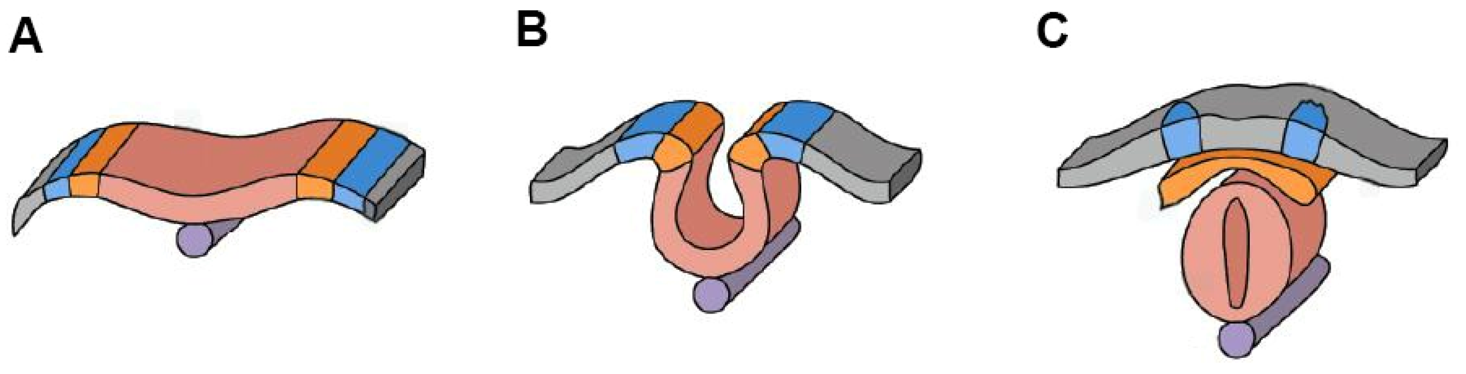 Nutrients 17 00126 g002 Nutrients 17 00126 g002