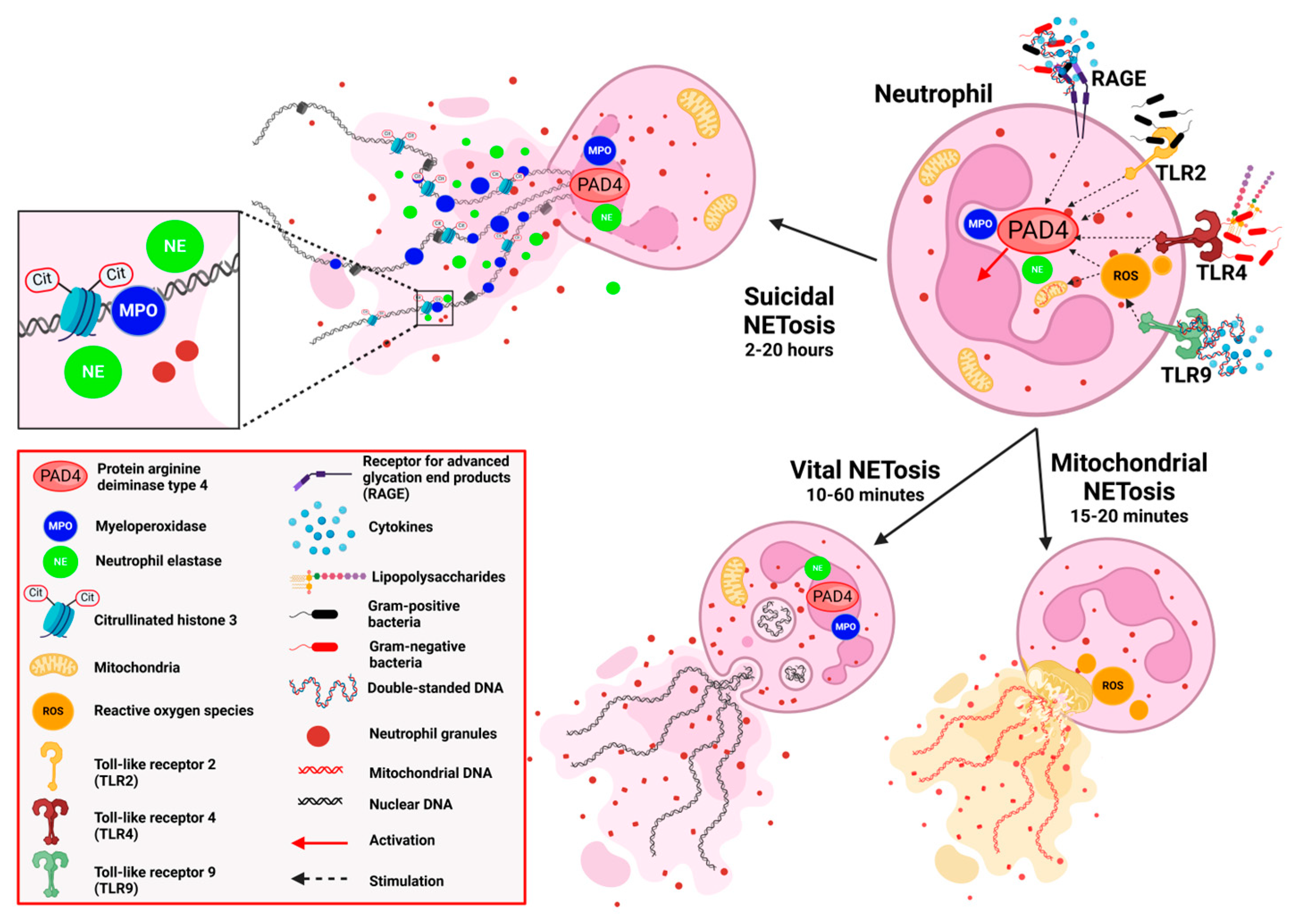 Nutrients 17 00241 g001 Nutrients 17 00241 g001