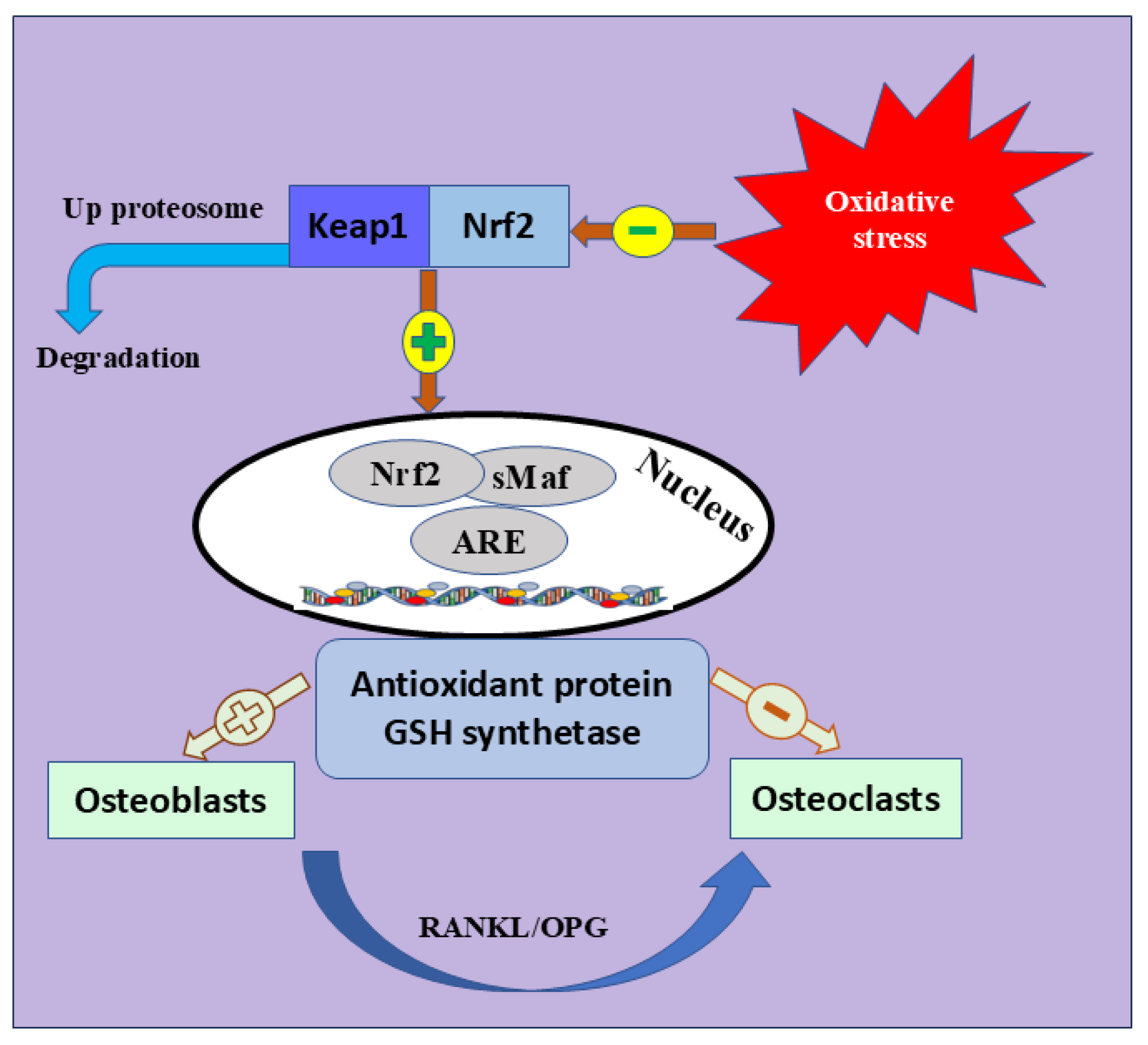 Nutrients 17 00267 g003