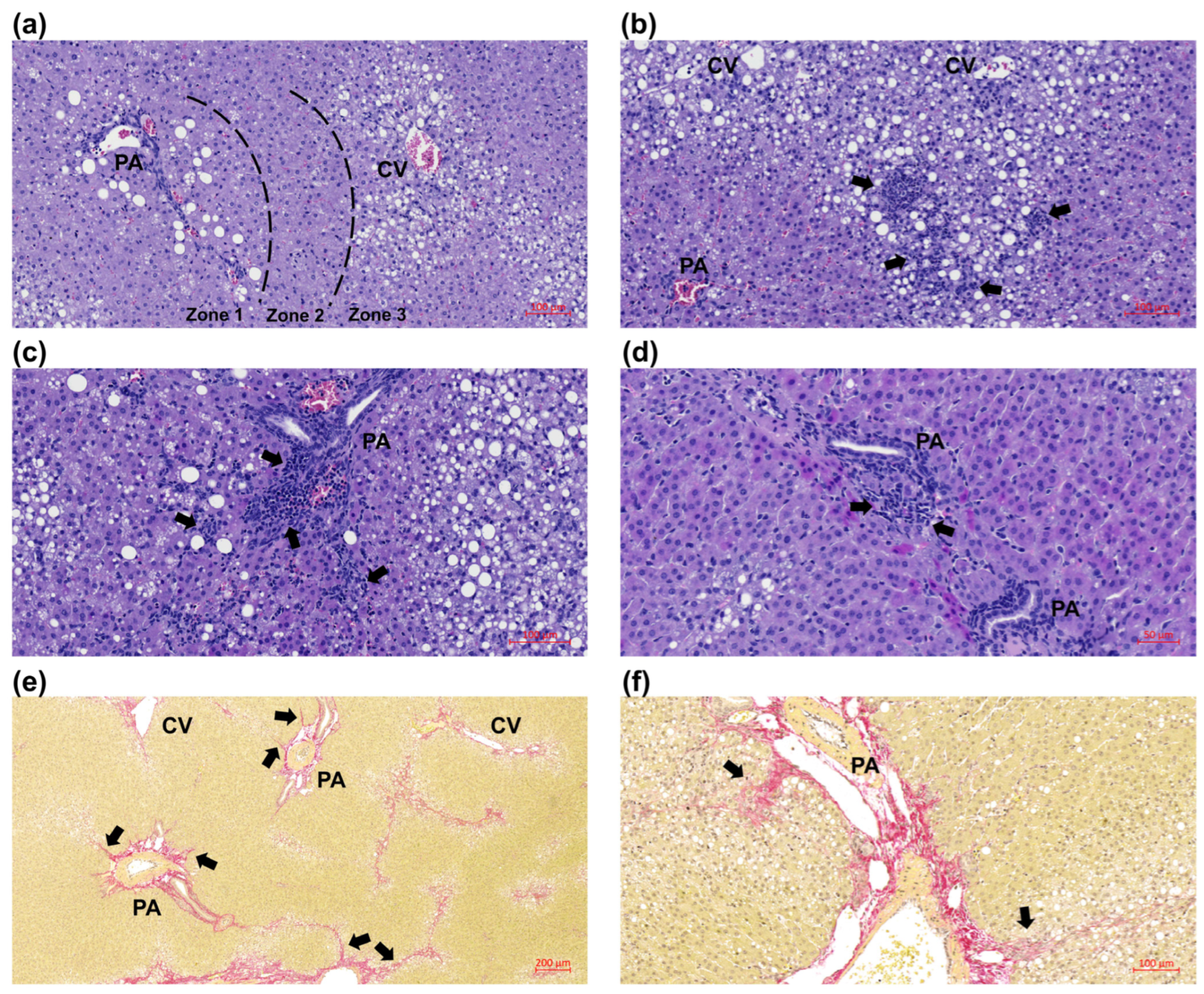 Nutrients 17 00291 g004 Nutrients 17 00291 g004