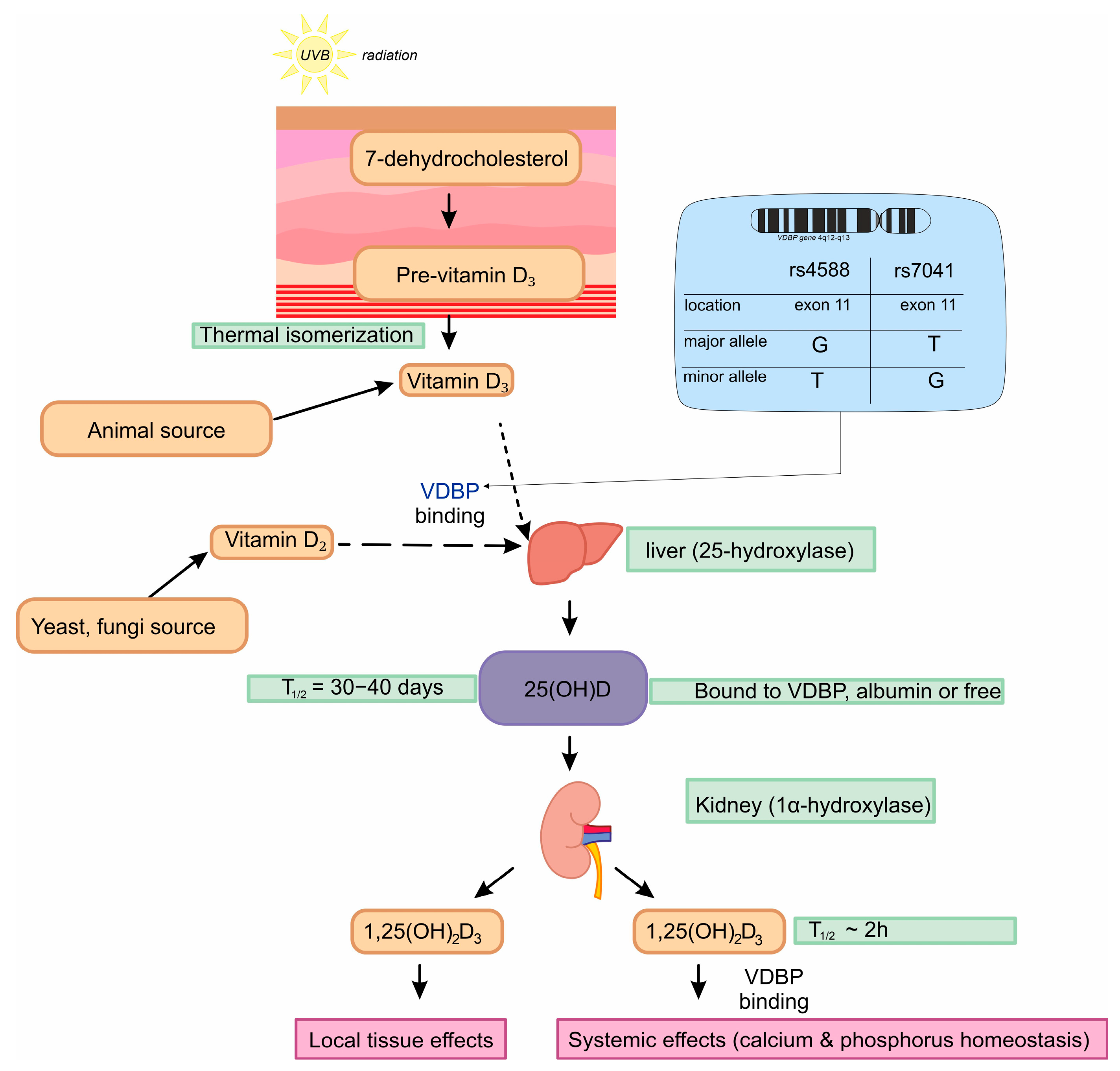 Nutrients 17 00378 g001