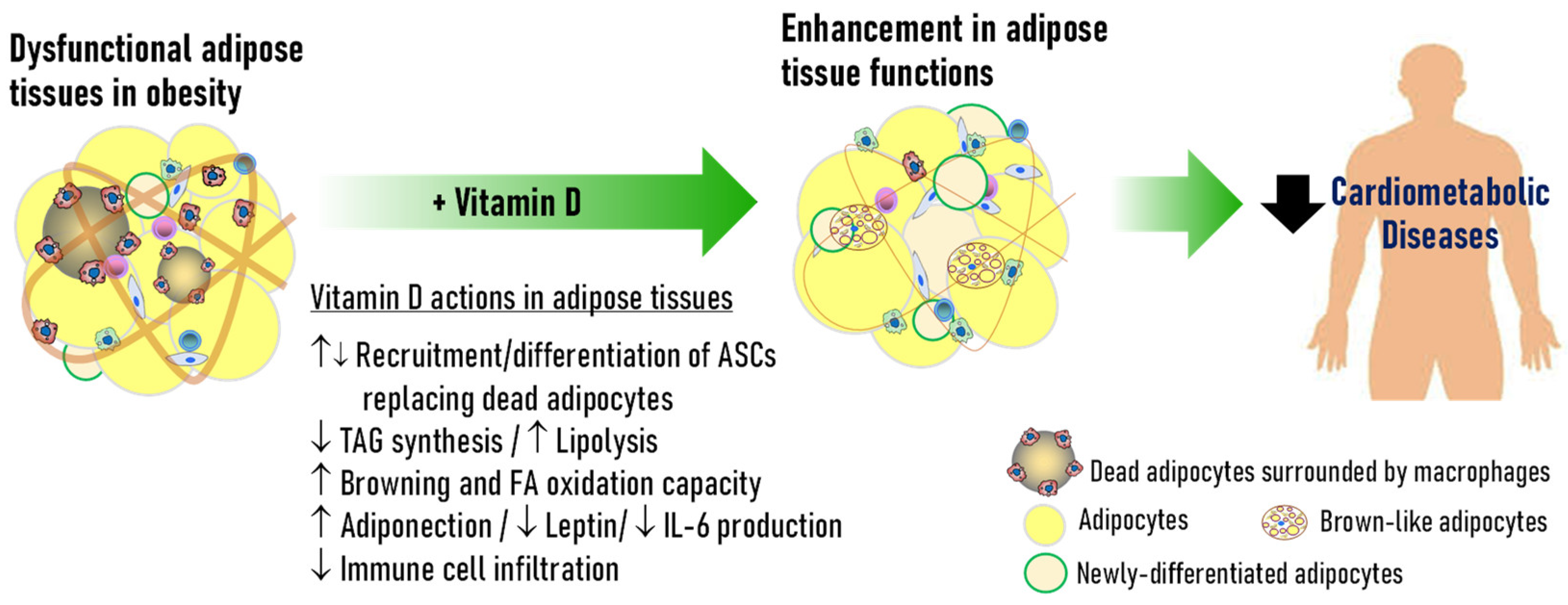 Nutrients 17 00586 g003