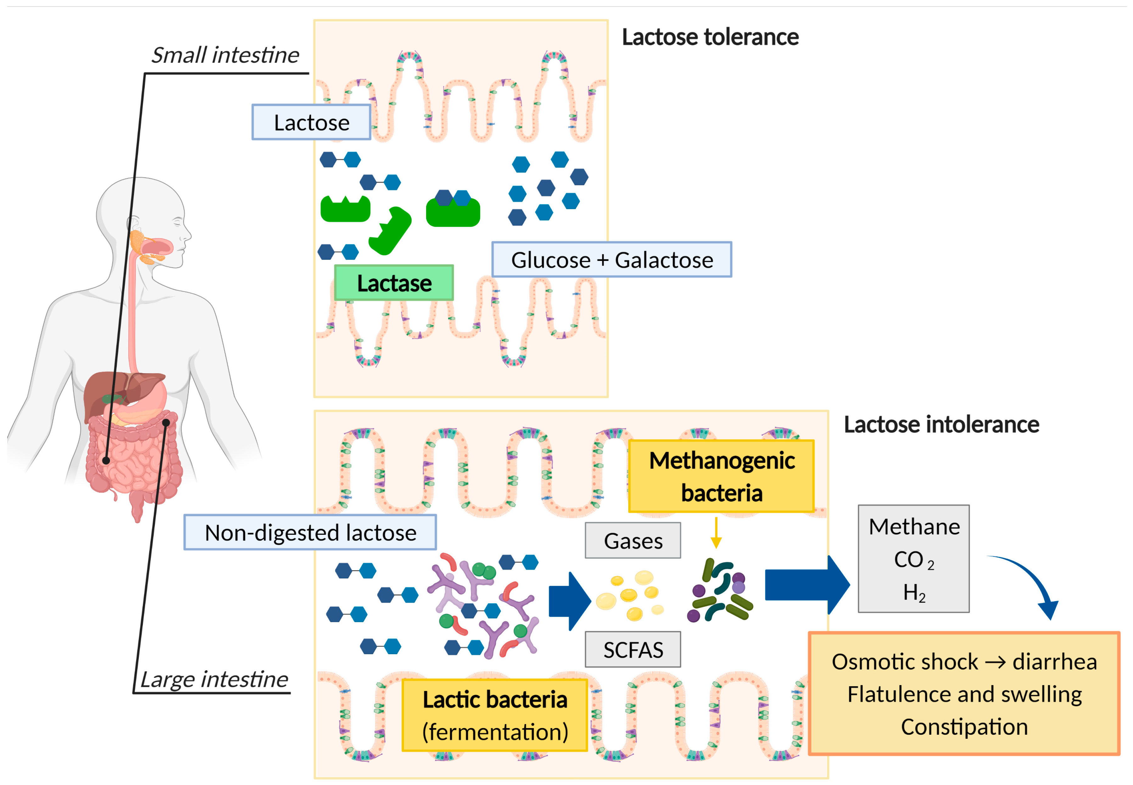 Nutrients 17 00646 g002