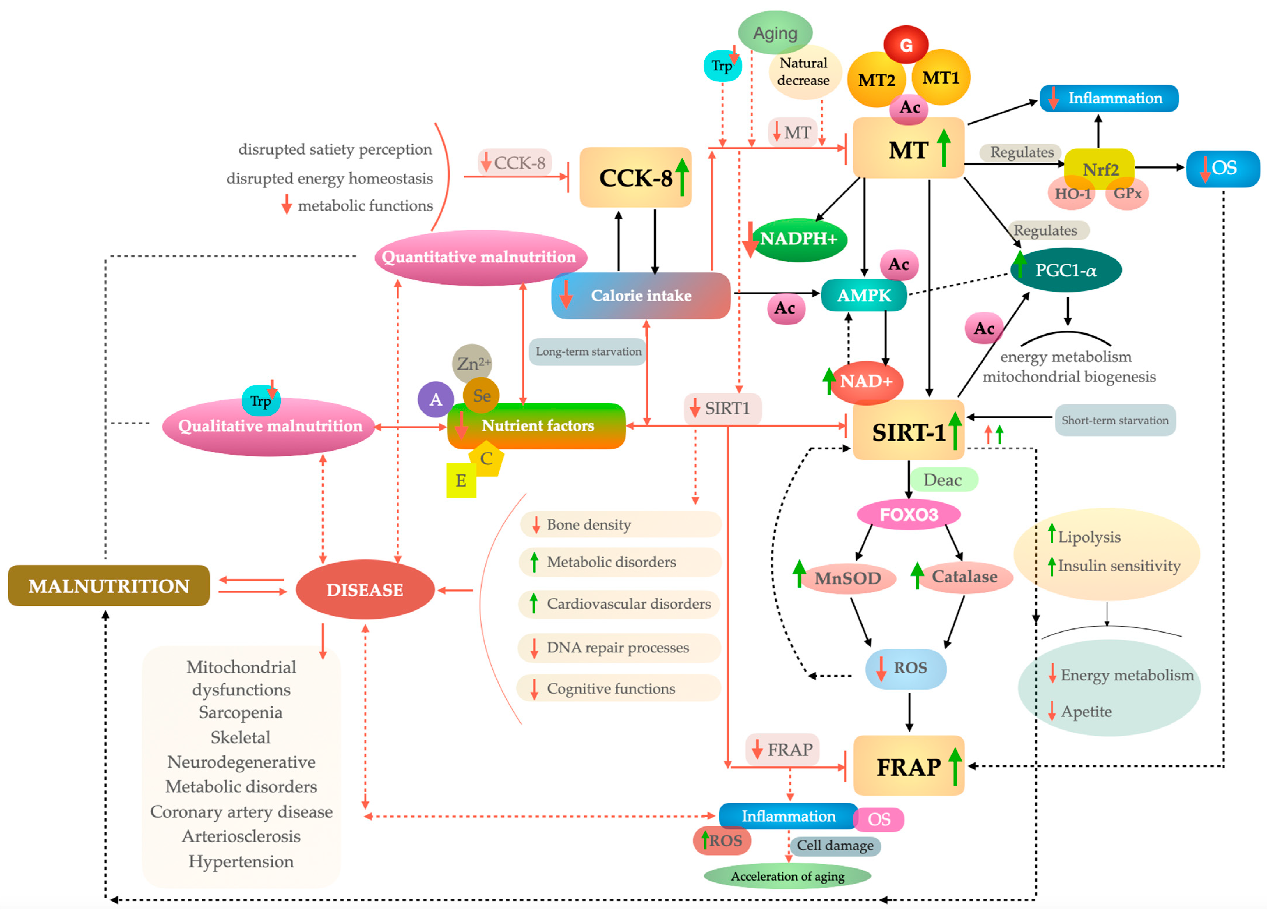 Nutrients 17 00726 g001 Nutrients 17 00726 g001