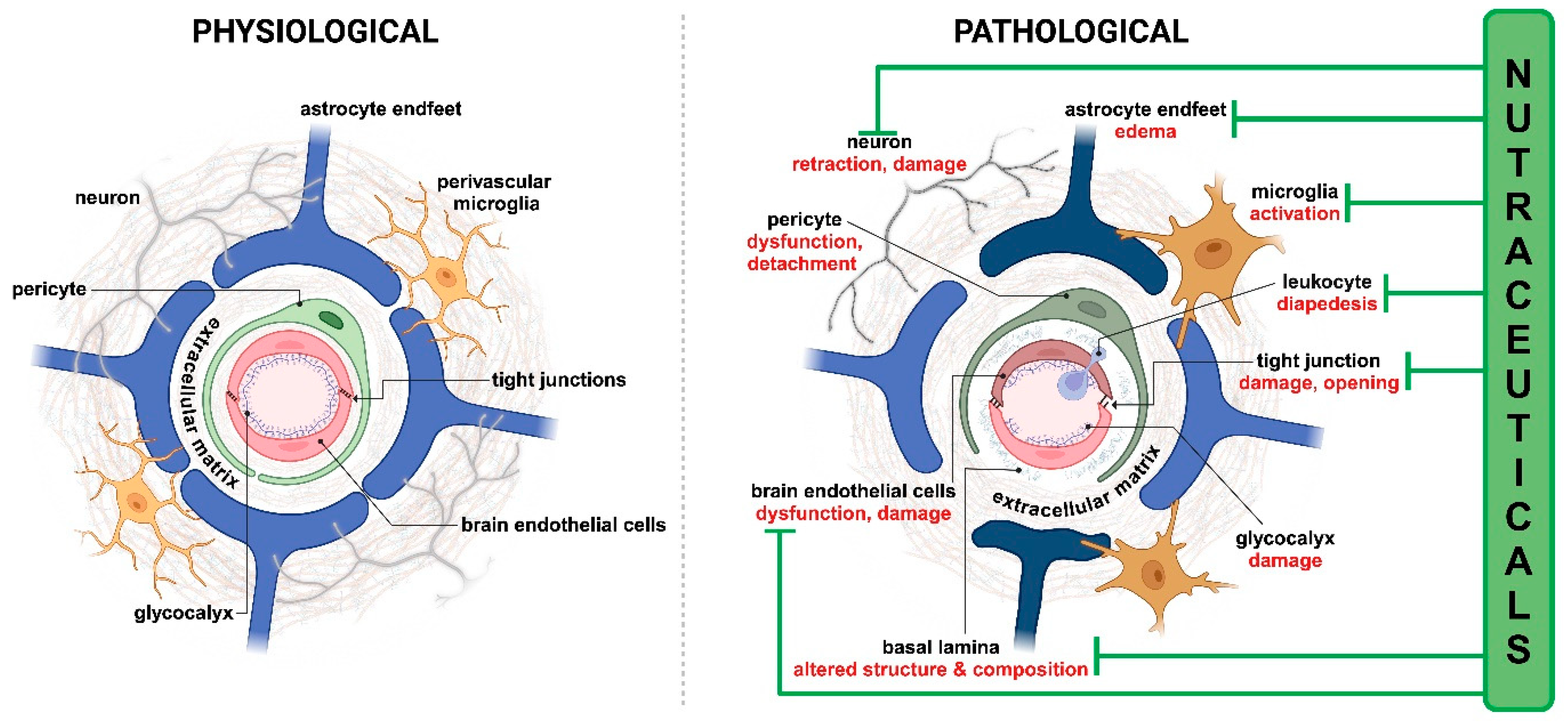 Nutrients 17 00766 g002