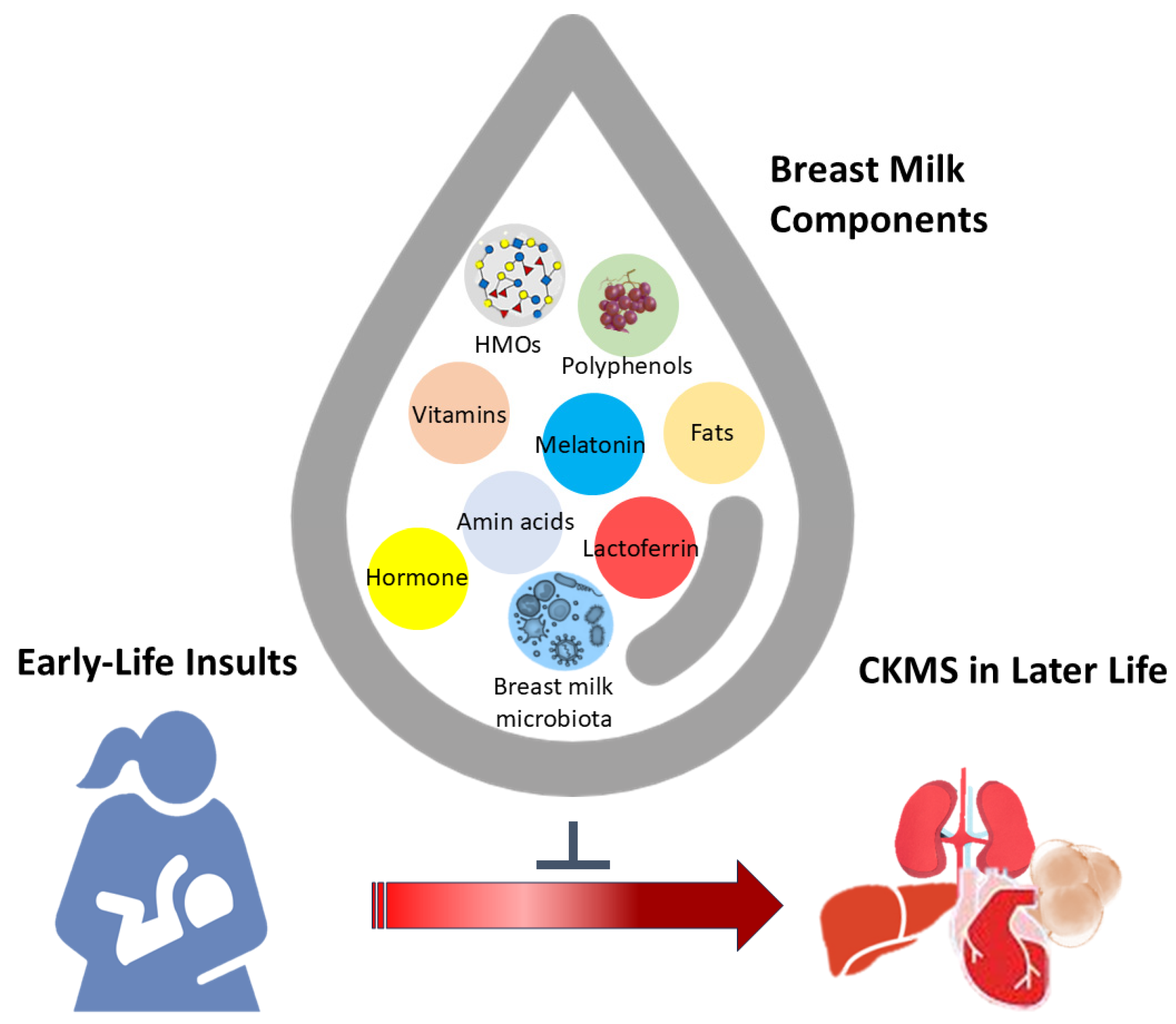 Breastfeeding and Future Cardiovascular Kidney and Metabolic  