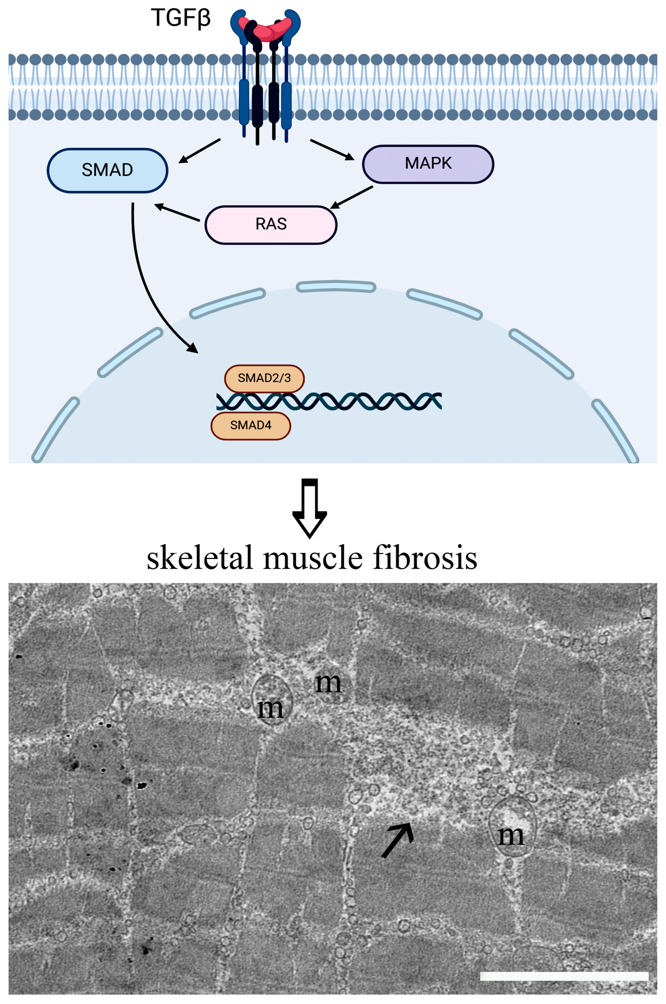 Nutrients 17 01039 g001 Nutrients 17 01039 g001
