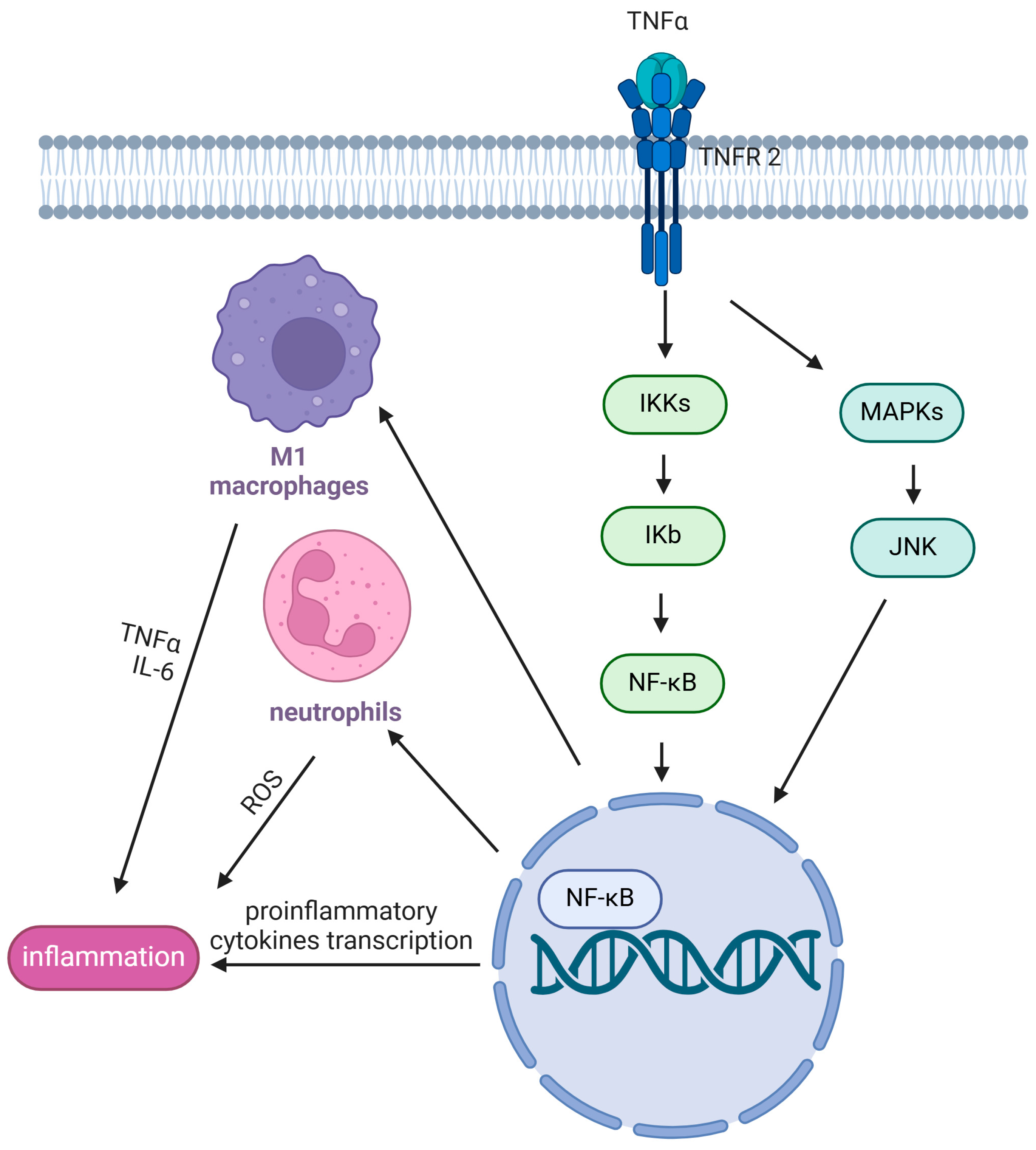 Nutrients 17 01039 g002 Nutrients 17 01039 g002