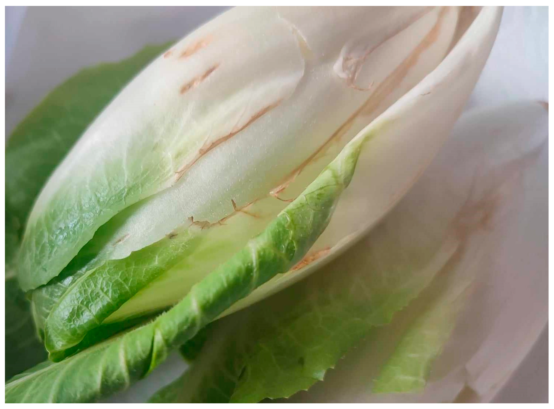 Nutrients 17 01040 g001