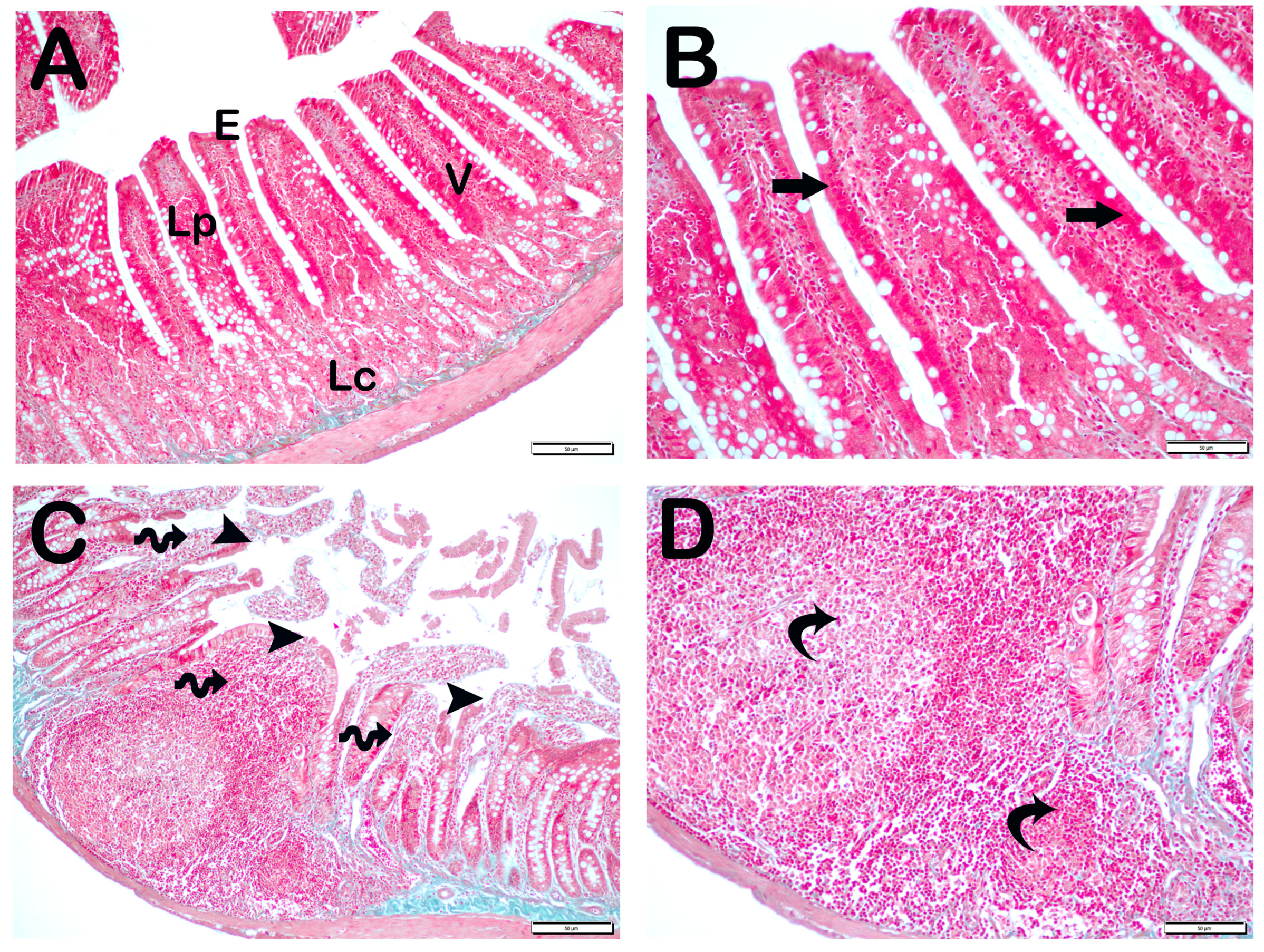 Nutrients 17 01150 g001a Nutrients 17 01150 g001a