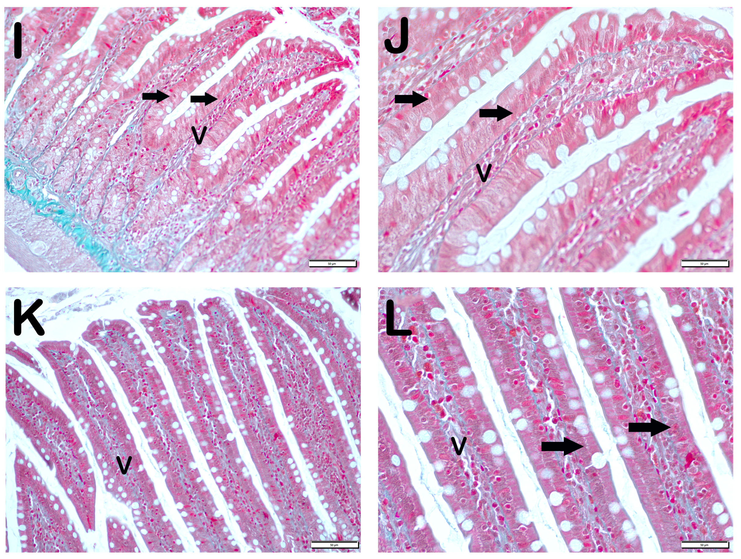 Nutrients 17 01150 g001c Nutrients 17 01150 g001c