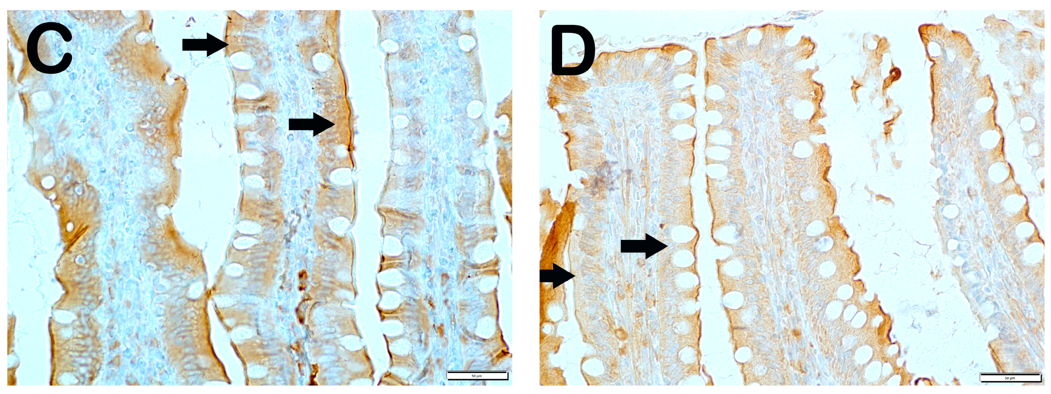 Nutrients 17 01150 g002b Nutrients 17 01150 g002b