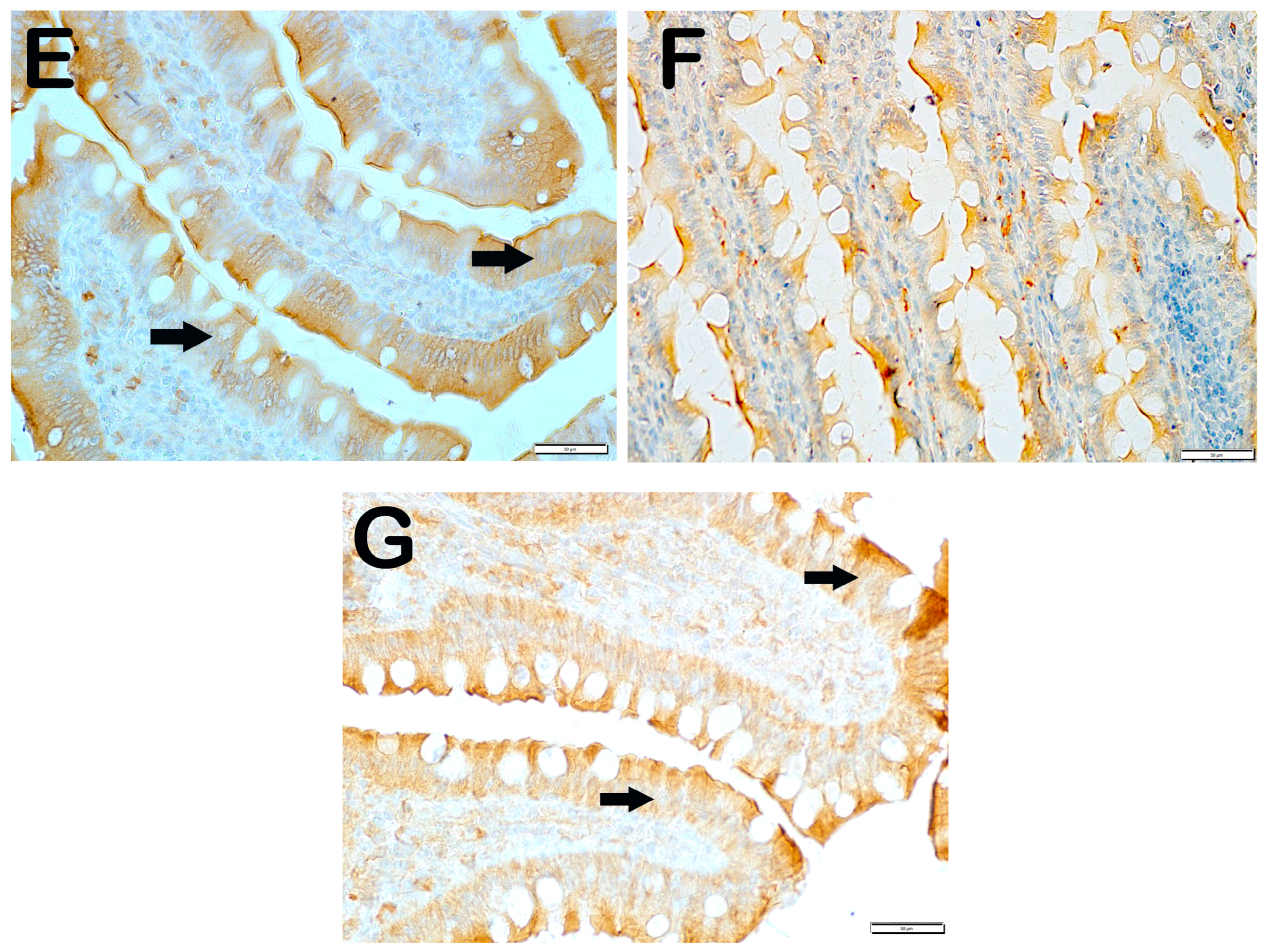 Nutrients 17 01150 g002c Nutrients 17 01150 g002c