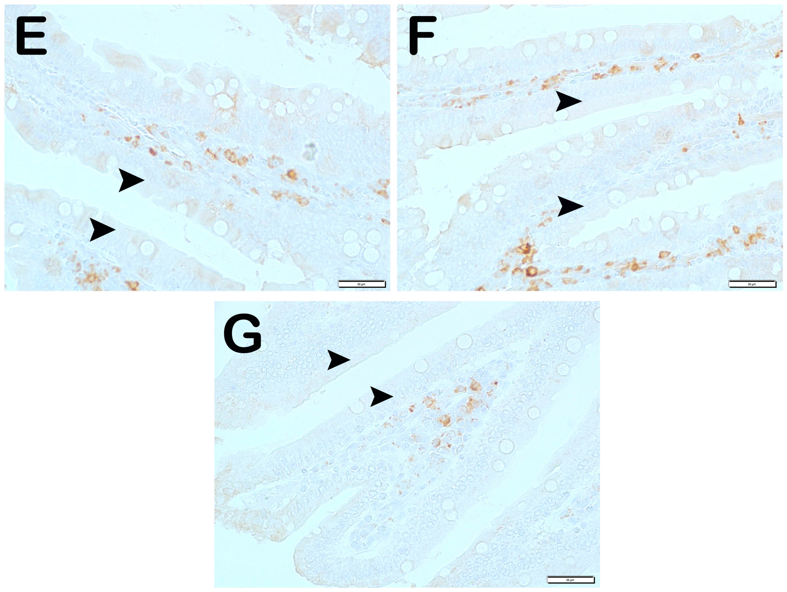 Nutrients 17 01150 g003b Nutrients 17 01150 g003b