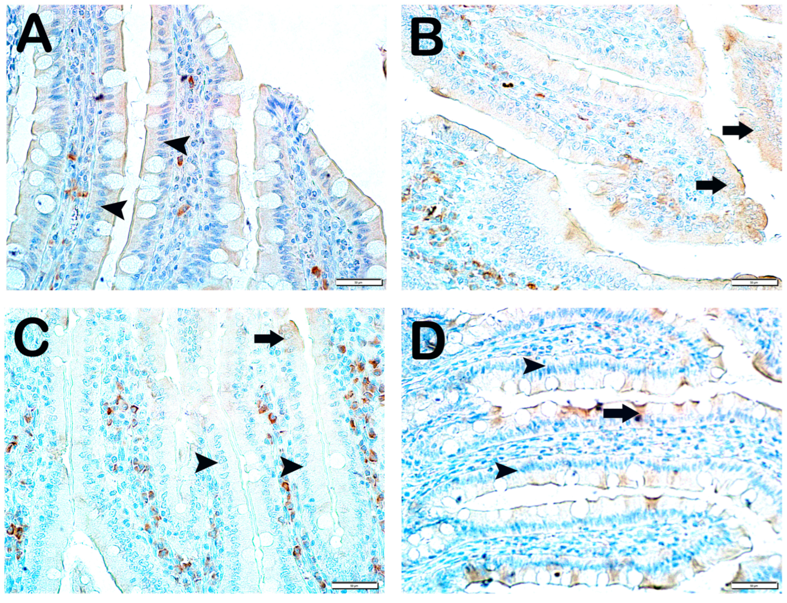 Nutrients 17 01150 g004a Nutrients 17 01150 g004a