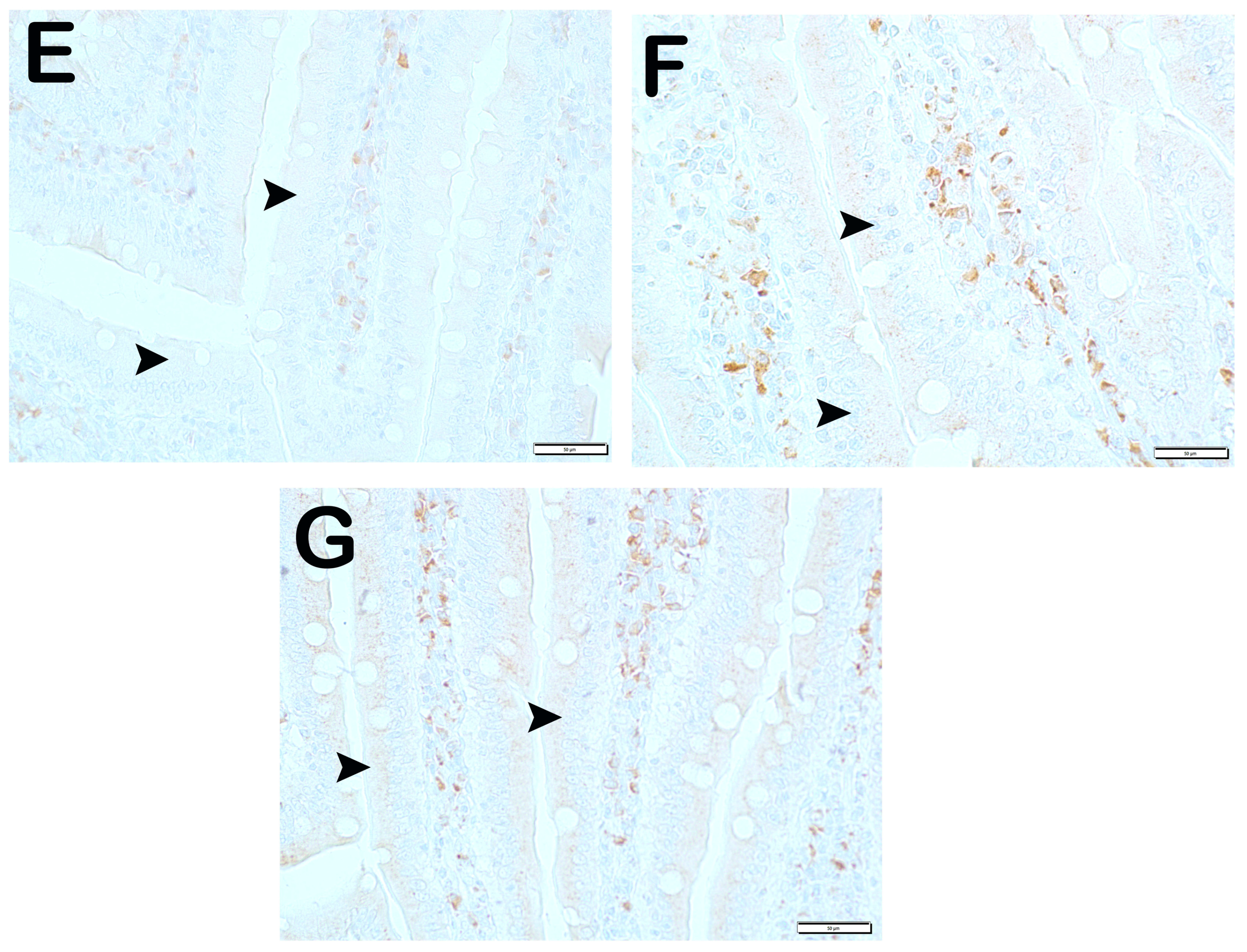 Nutrients 17 01150 g005b Nutrients 17 01150 g005b
