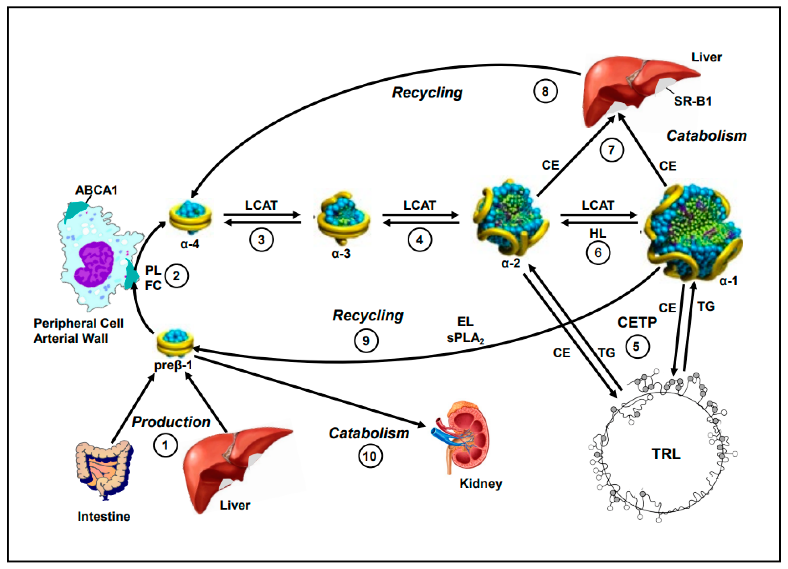 Nutrients 17 01182 g001 Nutrients 17 01182 g001