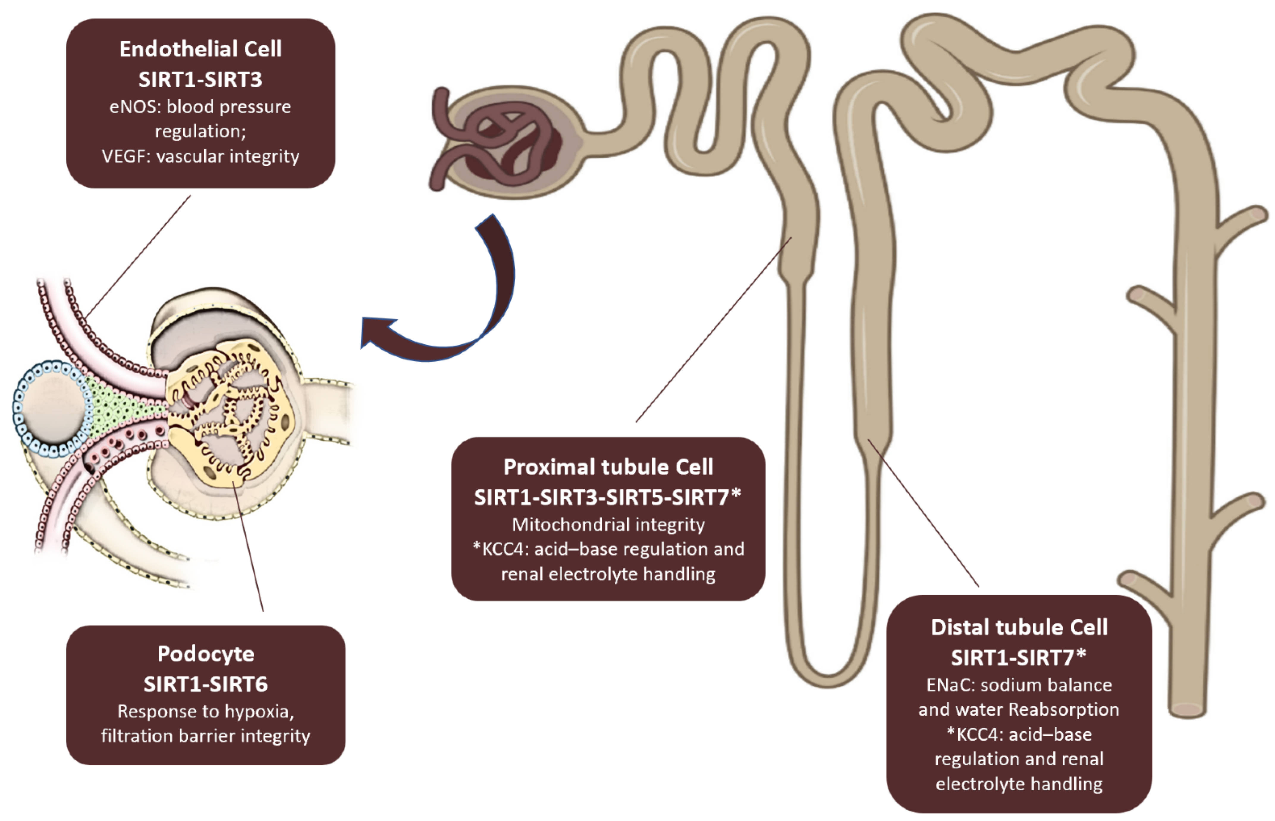 Nutrients 17 01212 g002