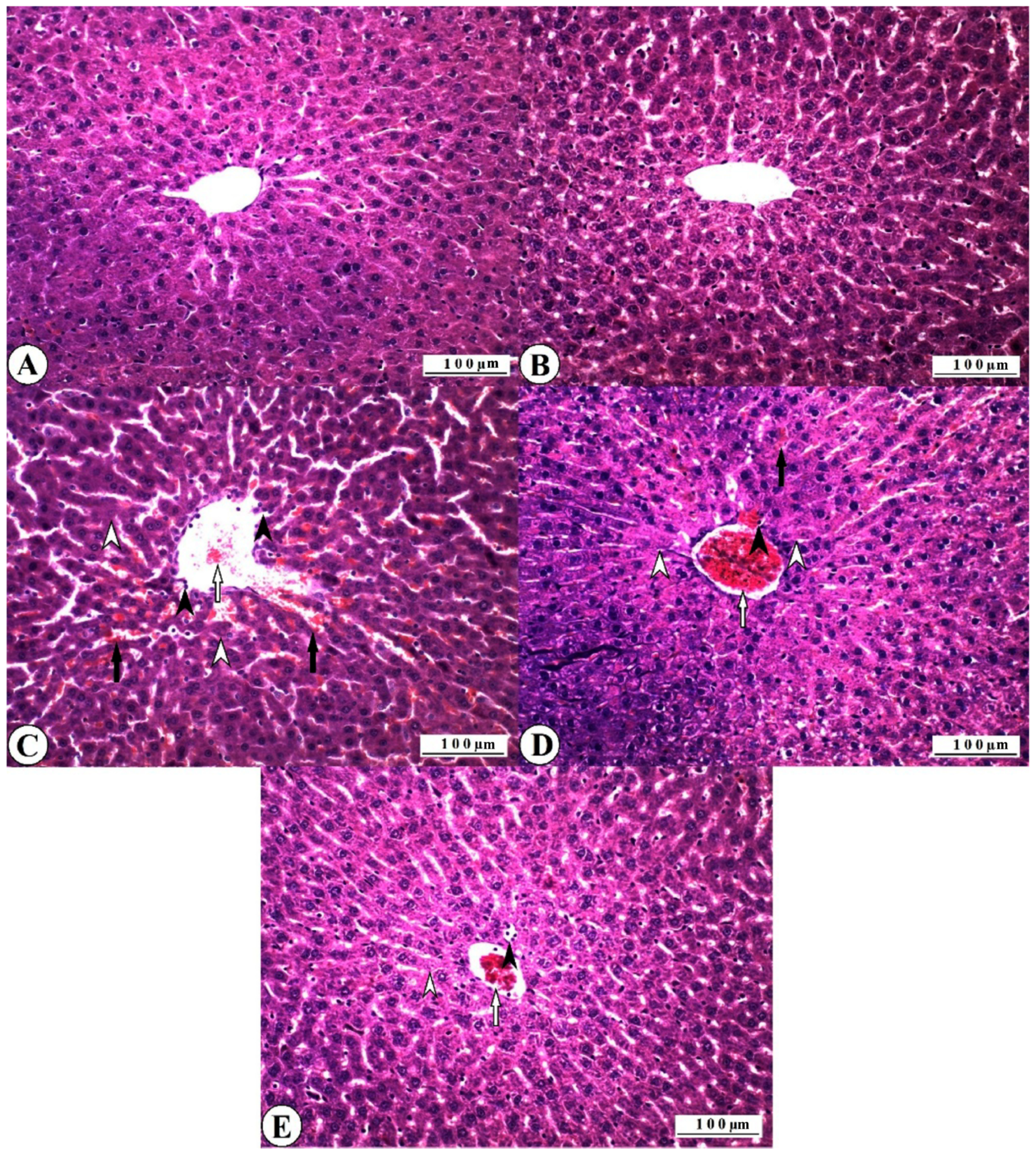 Nutrients 17 01230 g004