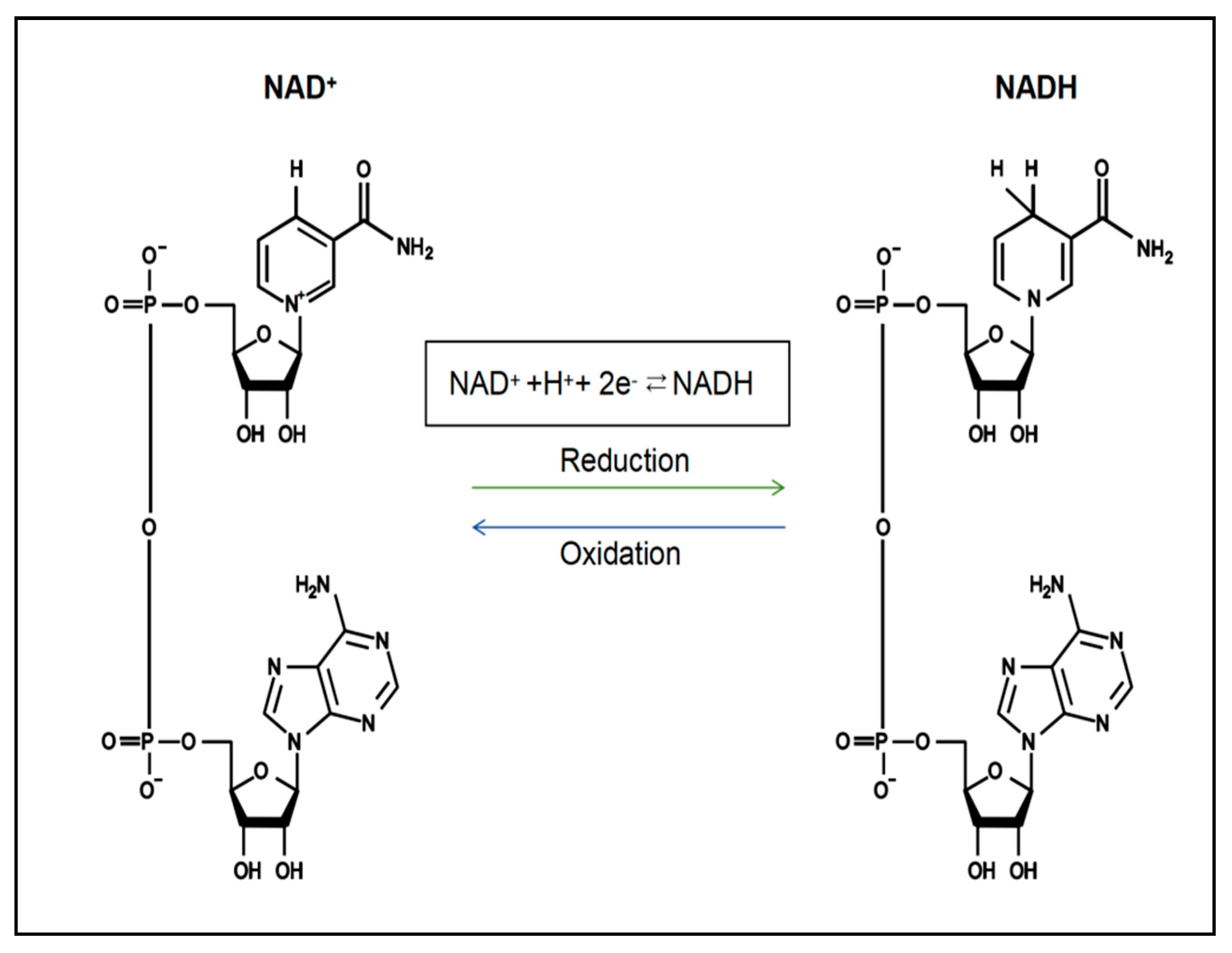 Nutrients 17 01855 g001