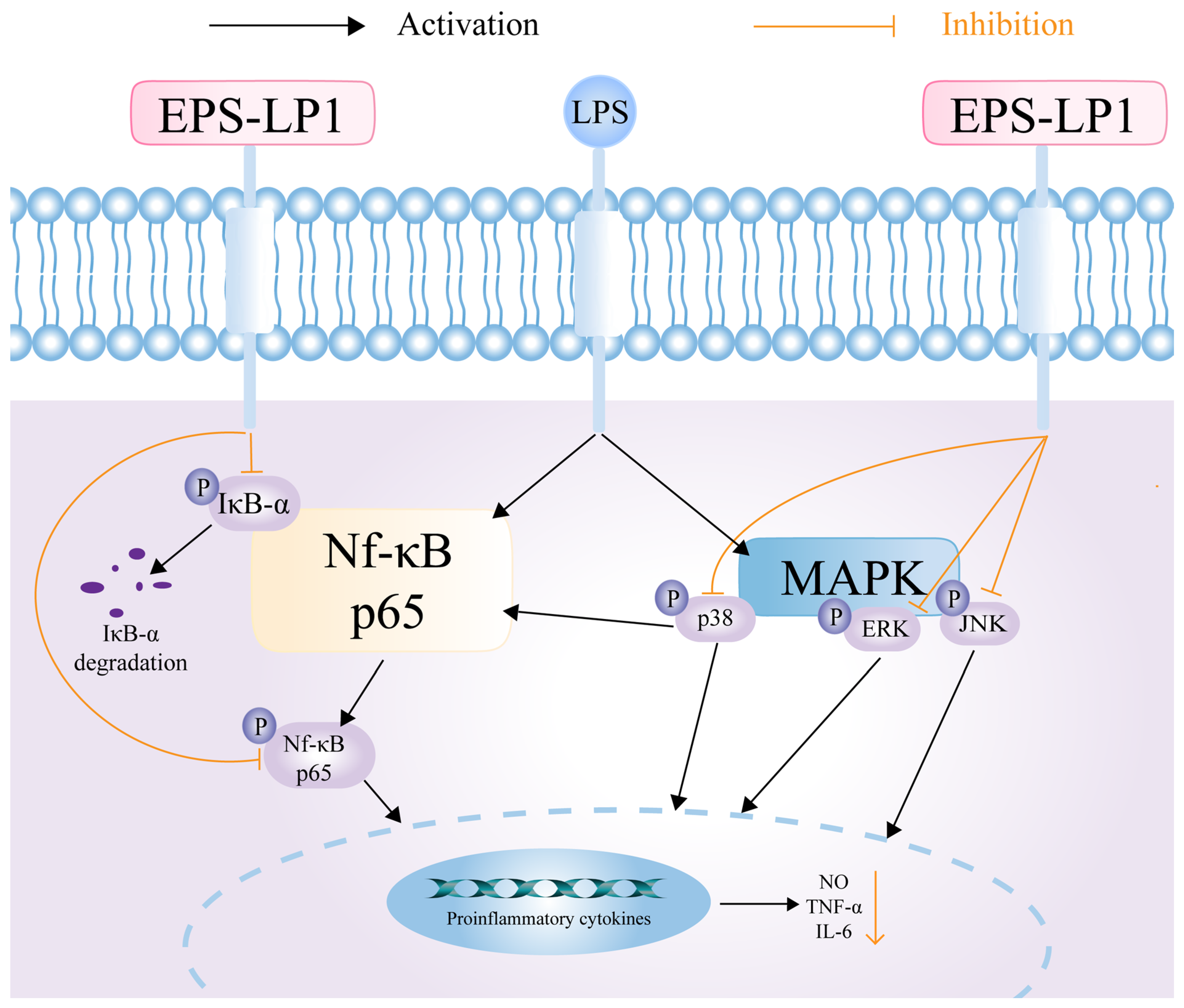 Nutrients 17 02265 g007