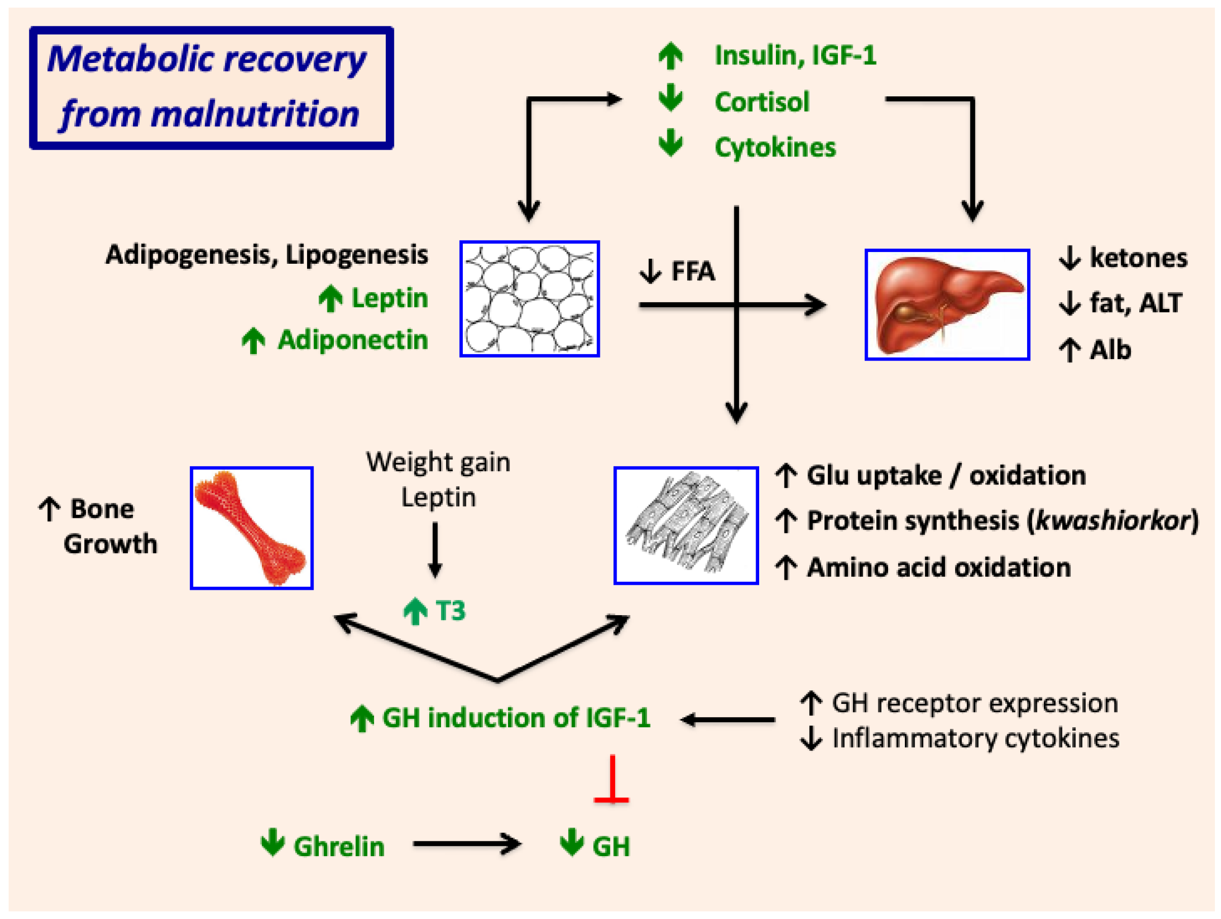 Nutrients 17 02864 g008 Nutrients 17 02864 g008