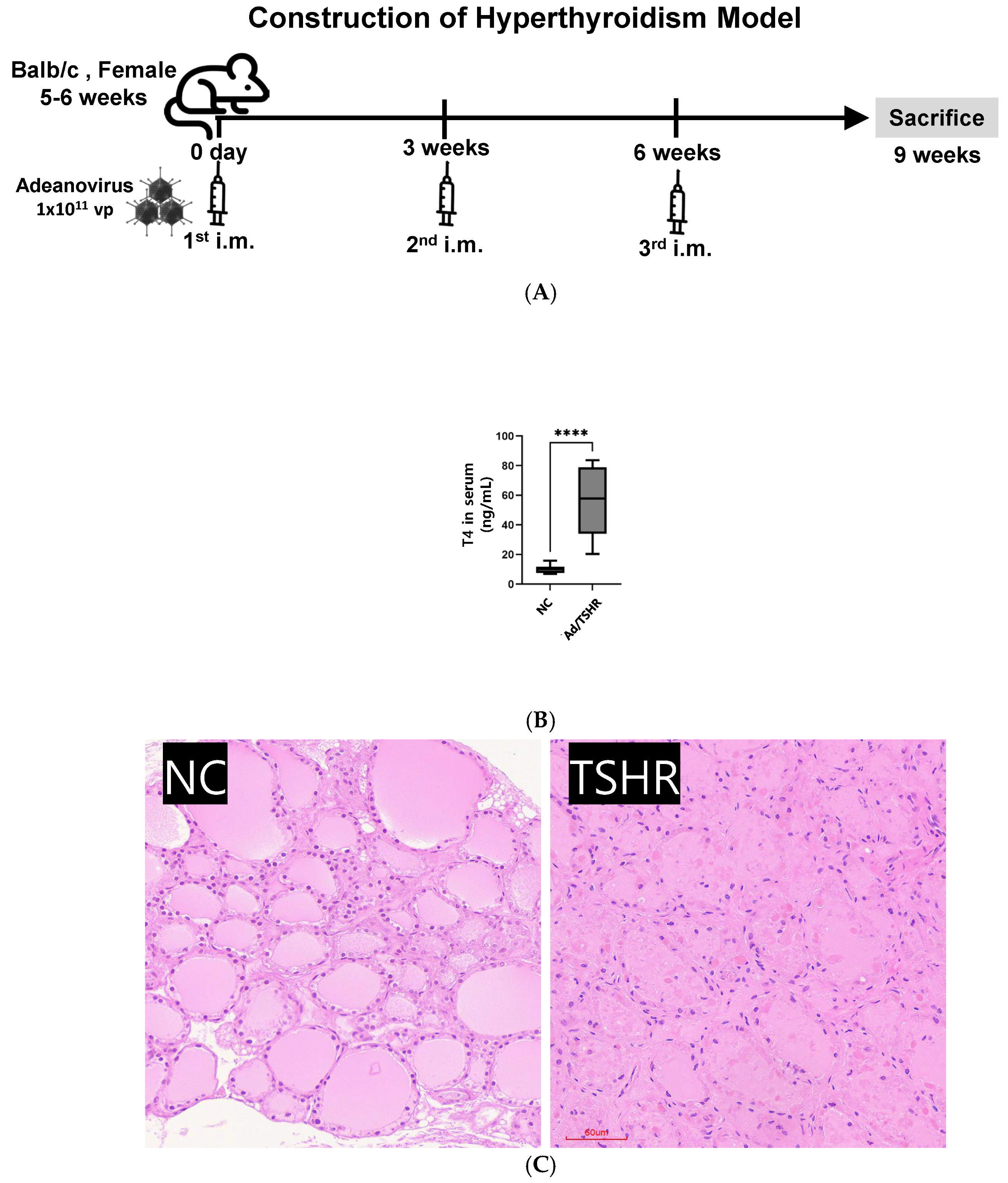 Nutrients 17 02967 g001 Nutrients 17 02967 g001