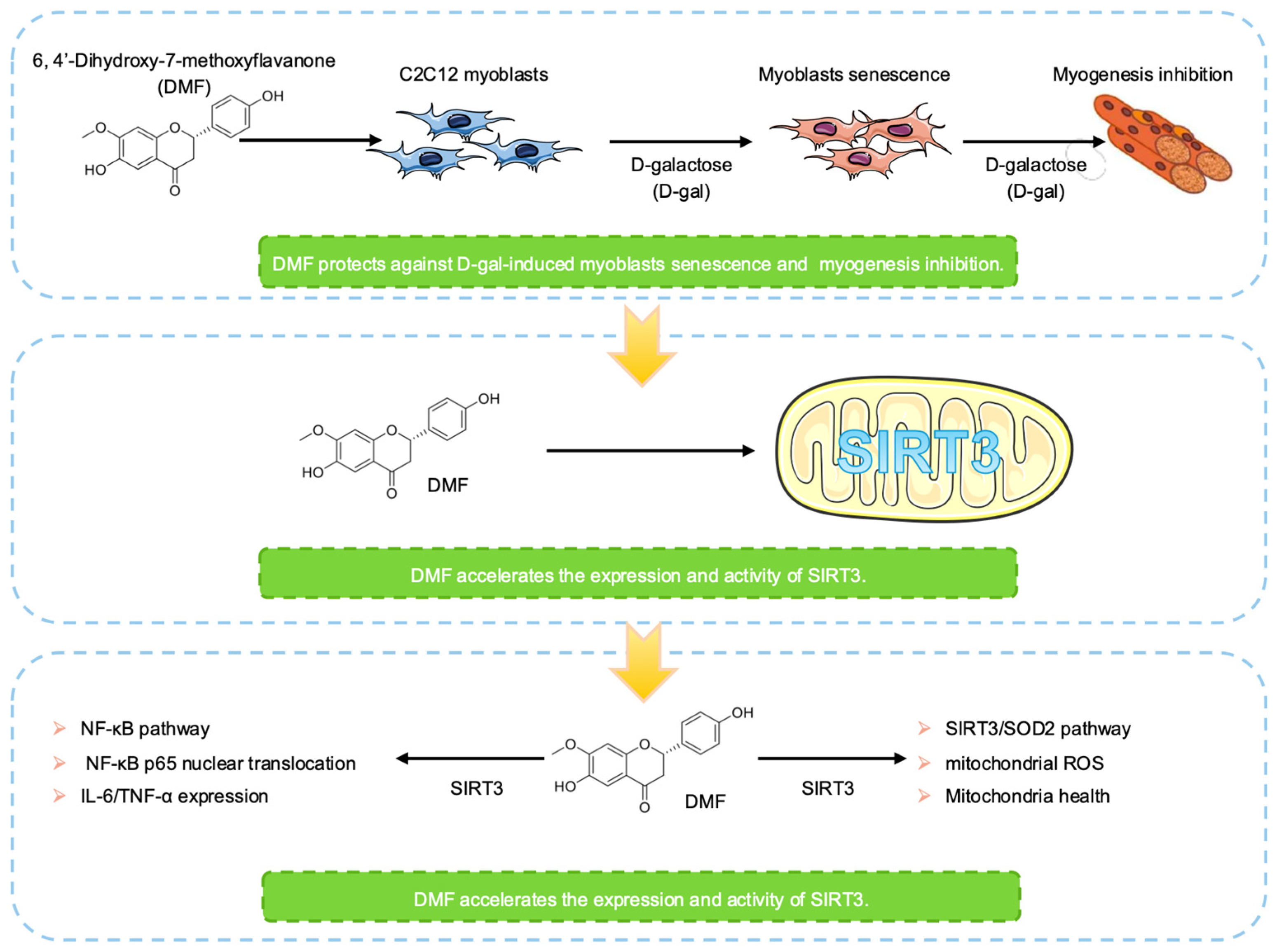 Nutrients 17 03298 g001 Nutrients 17 03298 g001