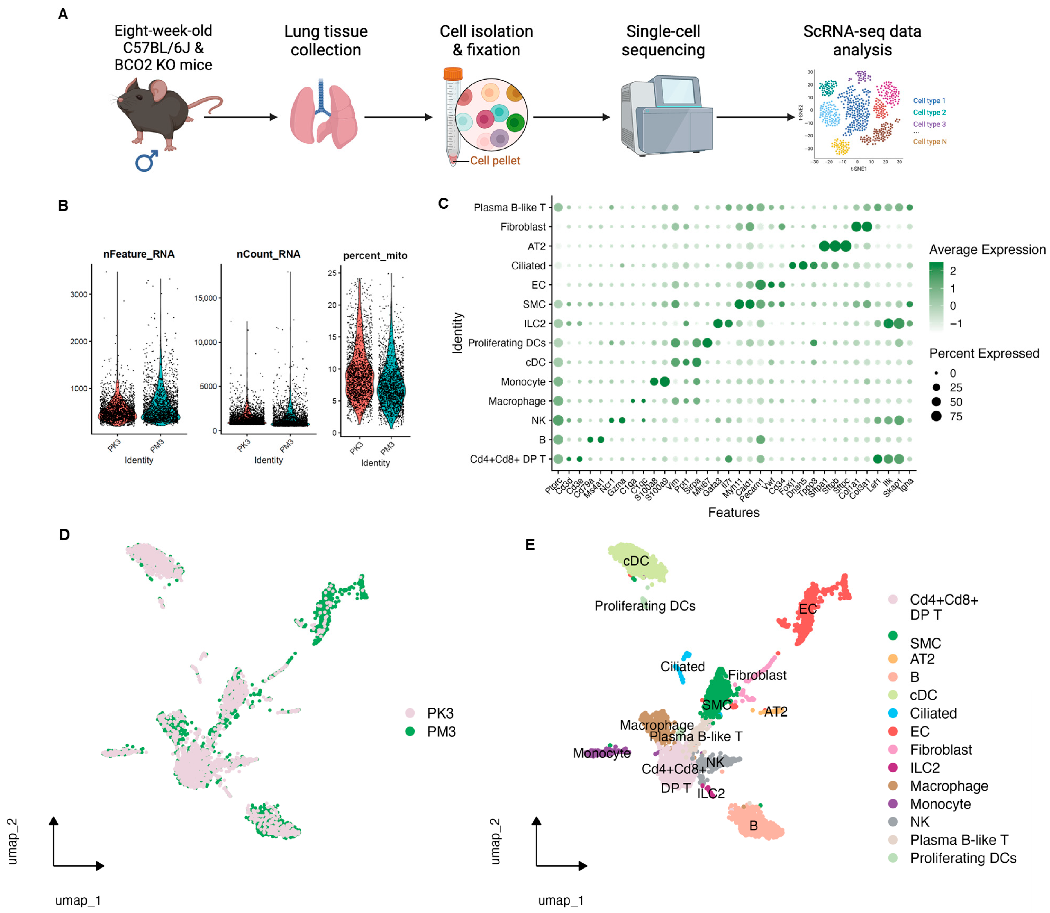 Nutrients 17 03329 g001 Nutrients 17 03329 g001