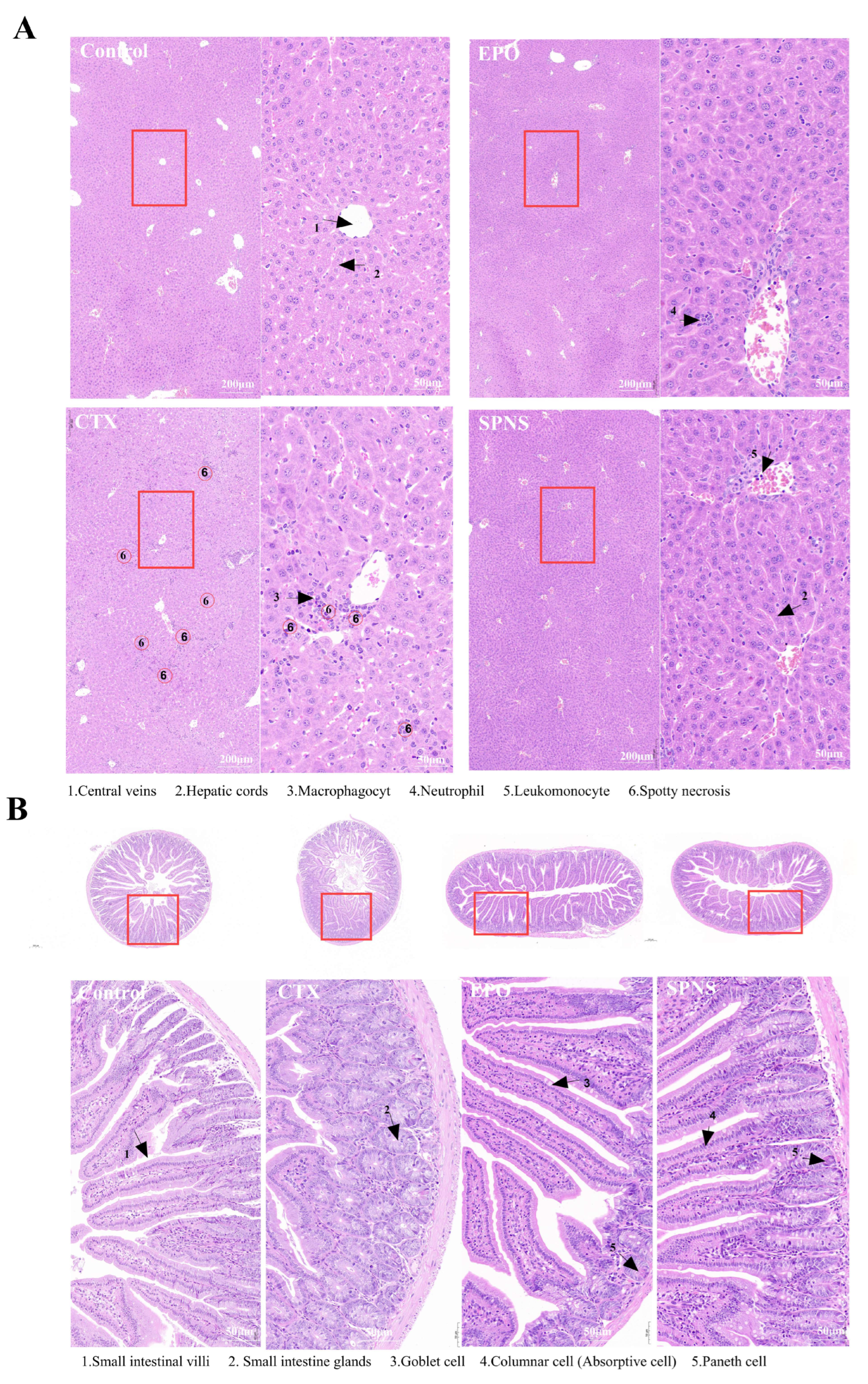 Nutrients 17 03335 g002 Nutrients 17 03335 g002