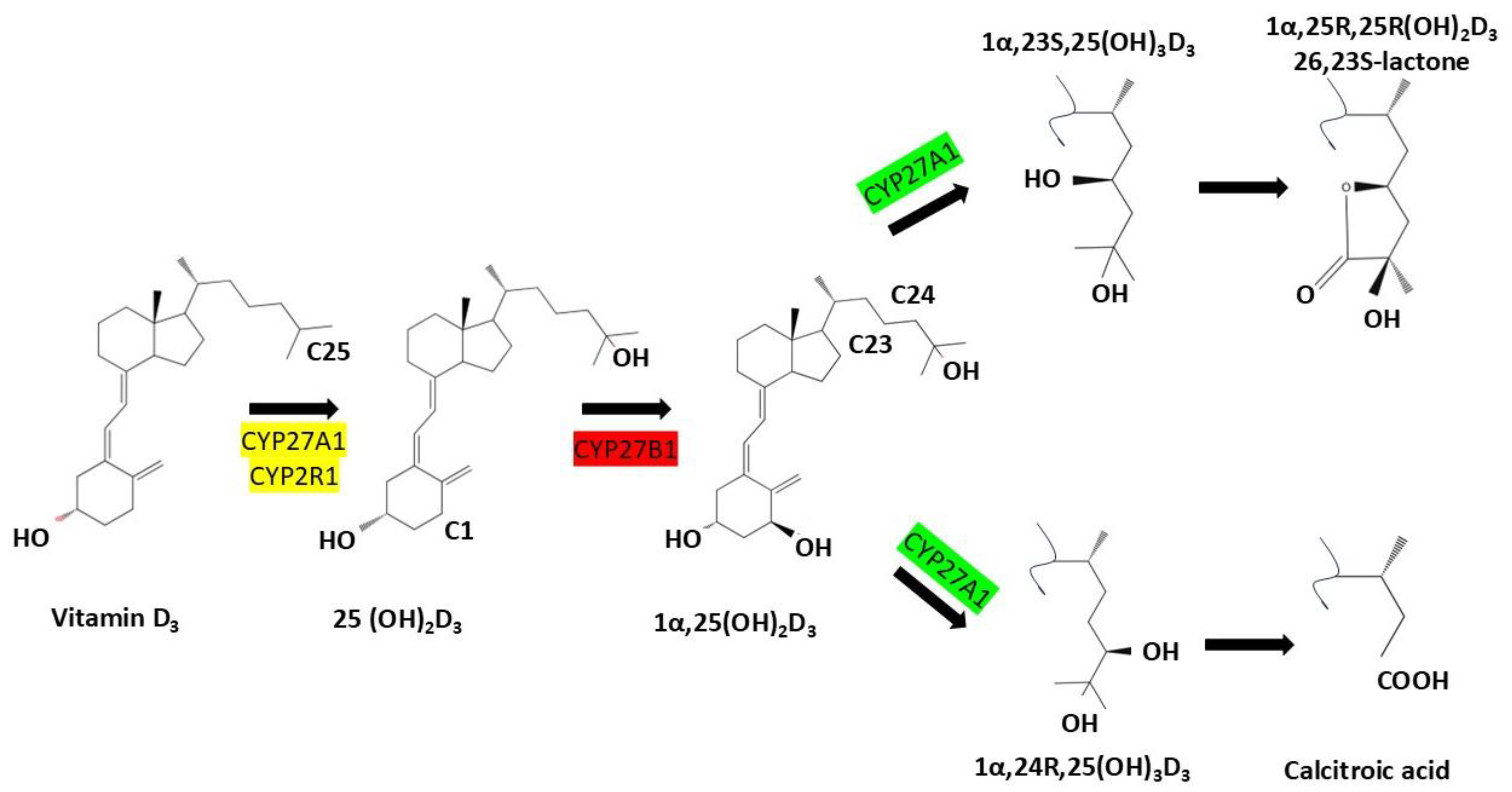 Nutrients 17 03348 g001 Nutrients 17 03348 g001