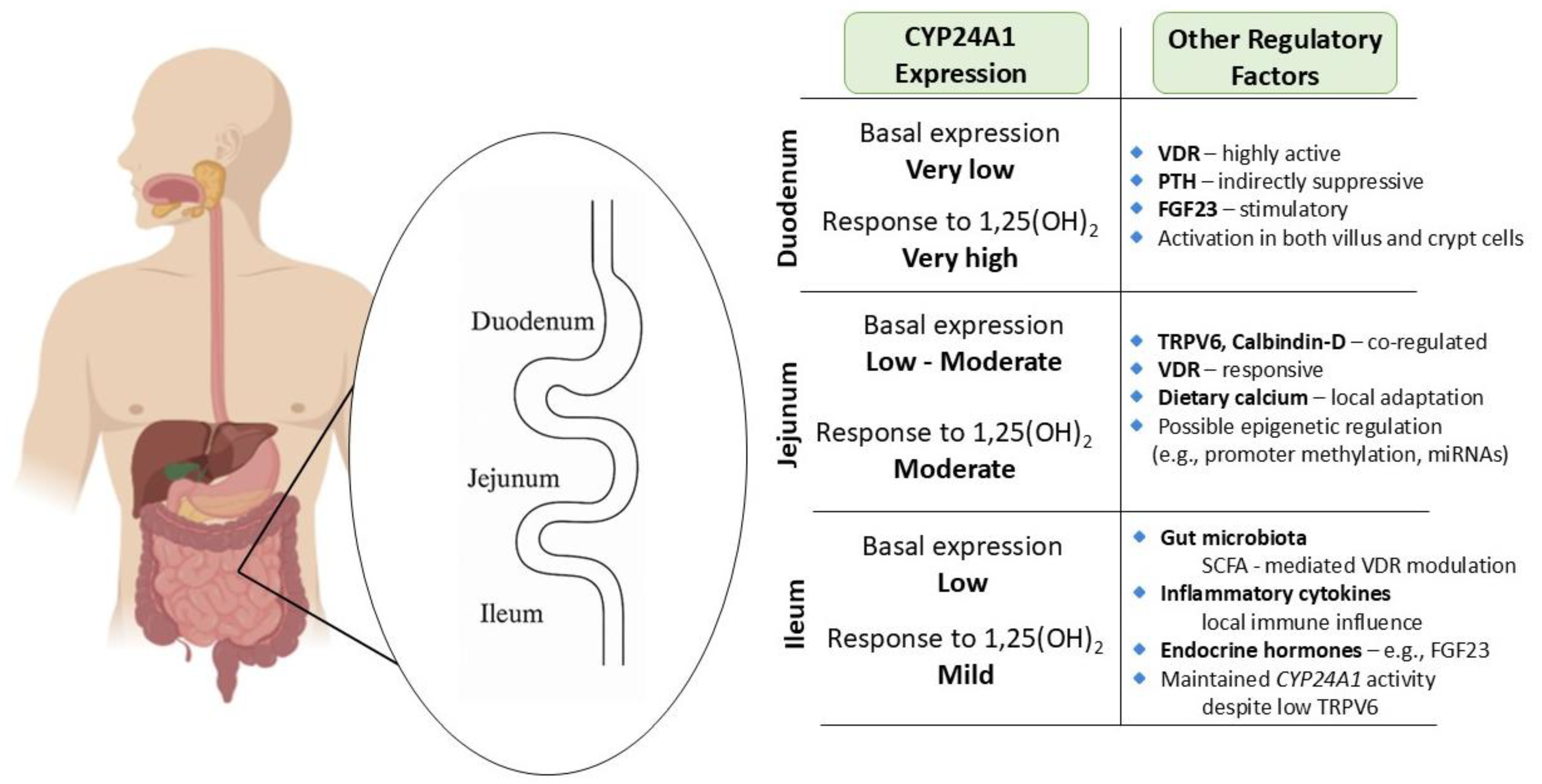 Nutrients 17 03348 g002 Nutrients 17 03348 g002