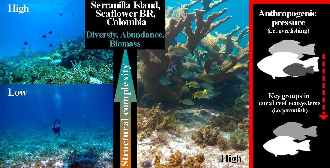 Oceans | Free Full-Text | Reef Structural Complexity Influences Fish  Community Metrics on a Remote Oceanic Island: Serranilla Island, Seaflower  Biosphere Reserve, Colombia