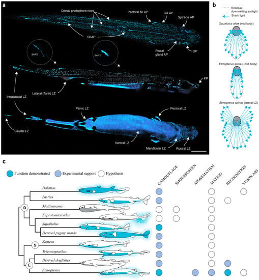 Oceans | Free Full-Text | Glow on Sharks: State of the Art on  Bioluminescence Research