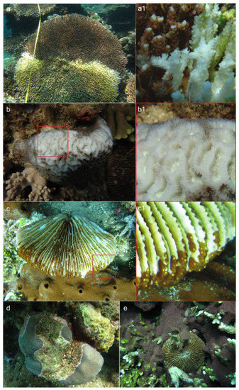 V. Describing and Identifying the unknown coral