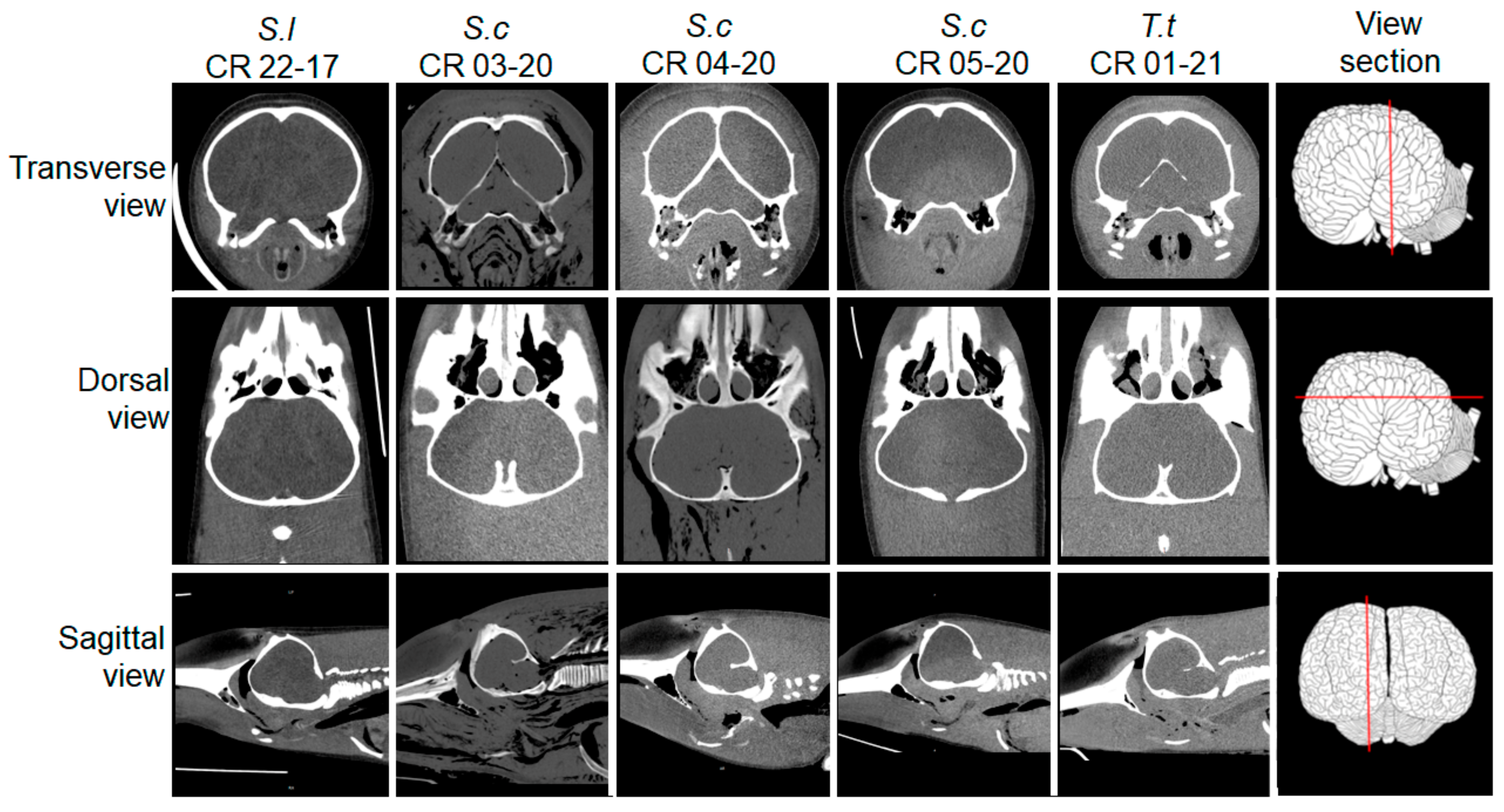 Oceans | Free Full-Text | Pathological Studies and Postmortem Computed  Tomography of Dolphins with Meningoencephalomyelitis and Osteoarthritis  Caused by Brucella ceti
