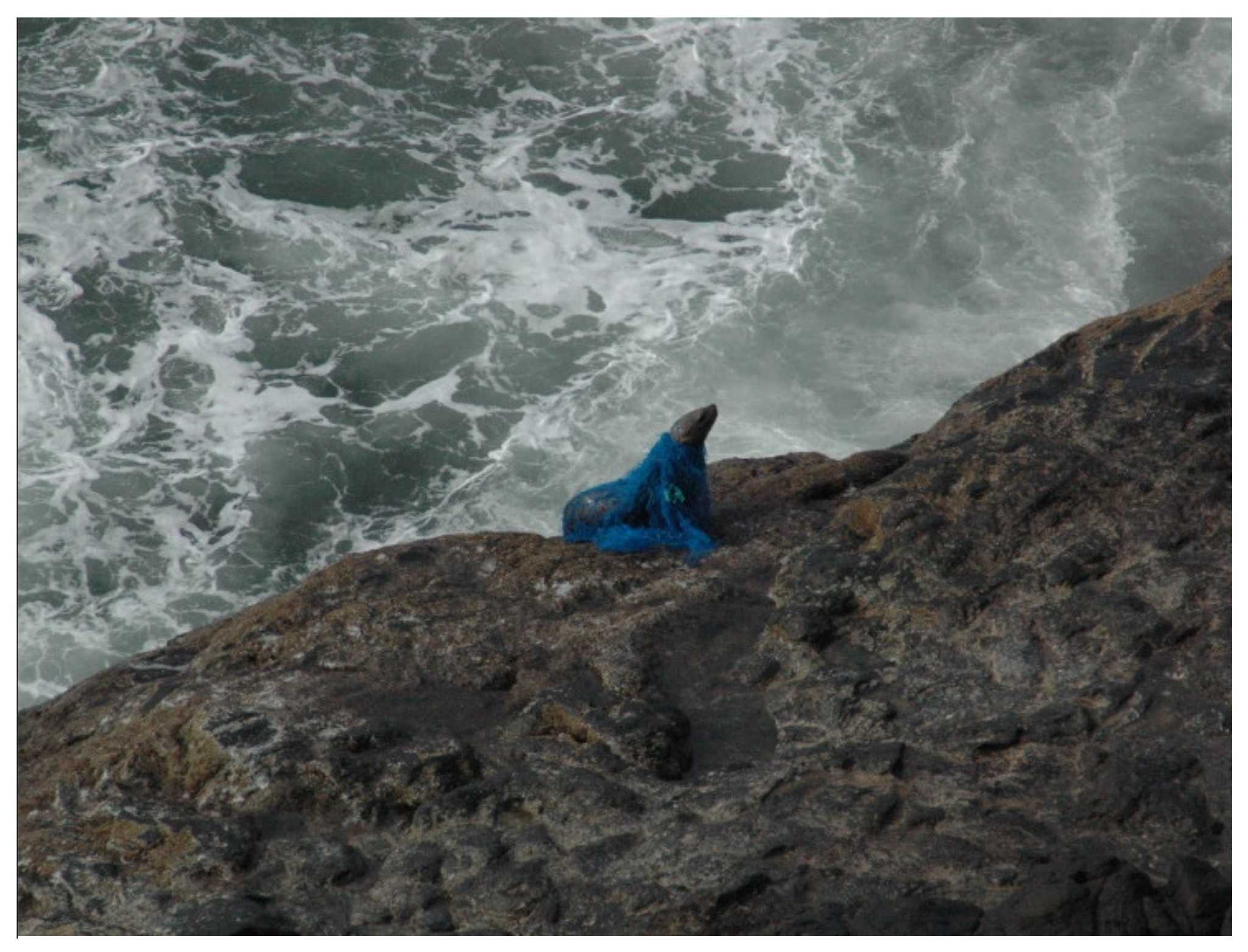 Entangled sea lions being helped on the Central Coast