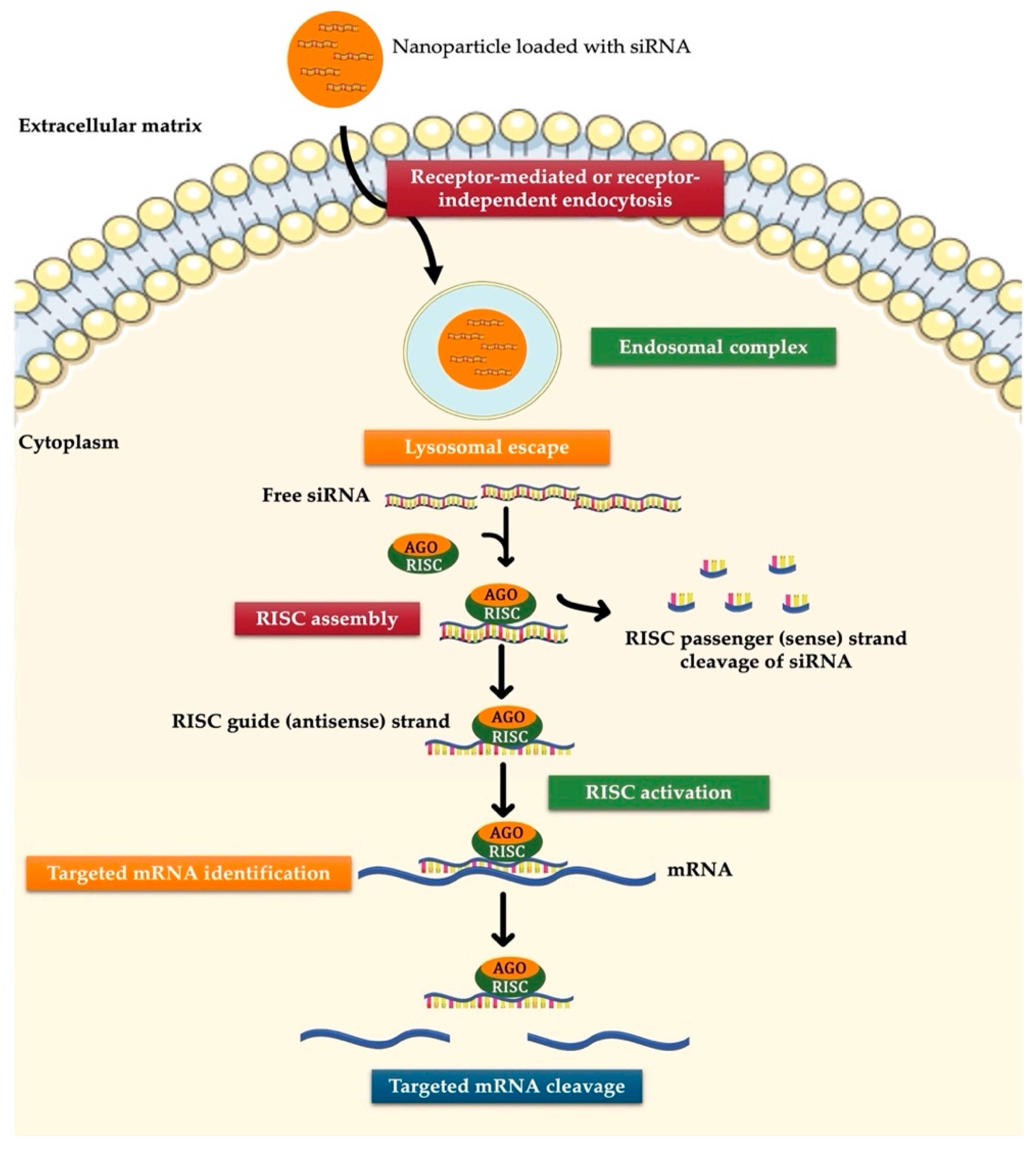 Onco 05 00002 g001 Onco 05 00002 g001