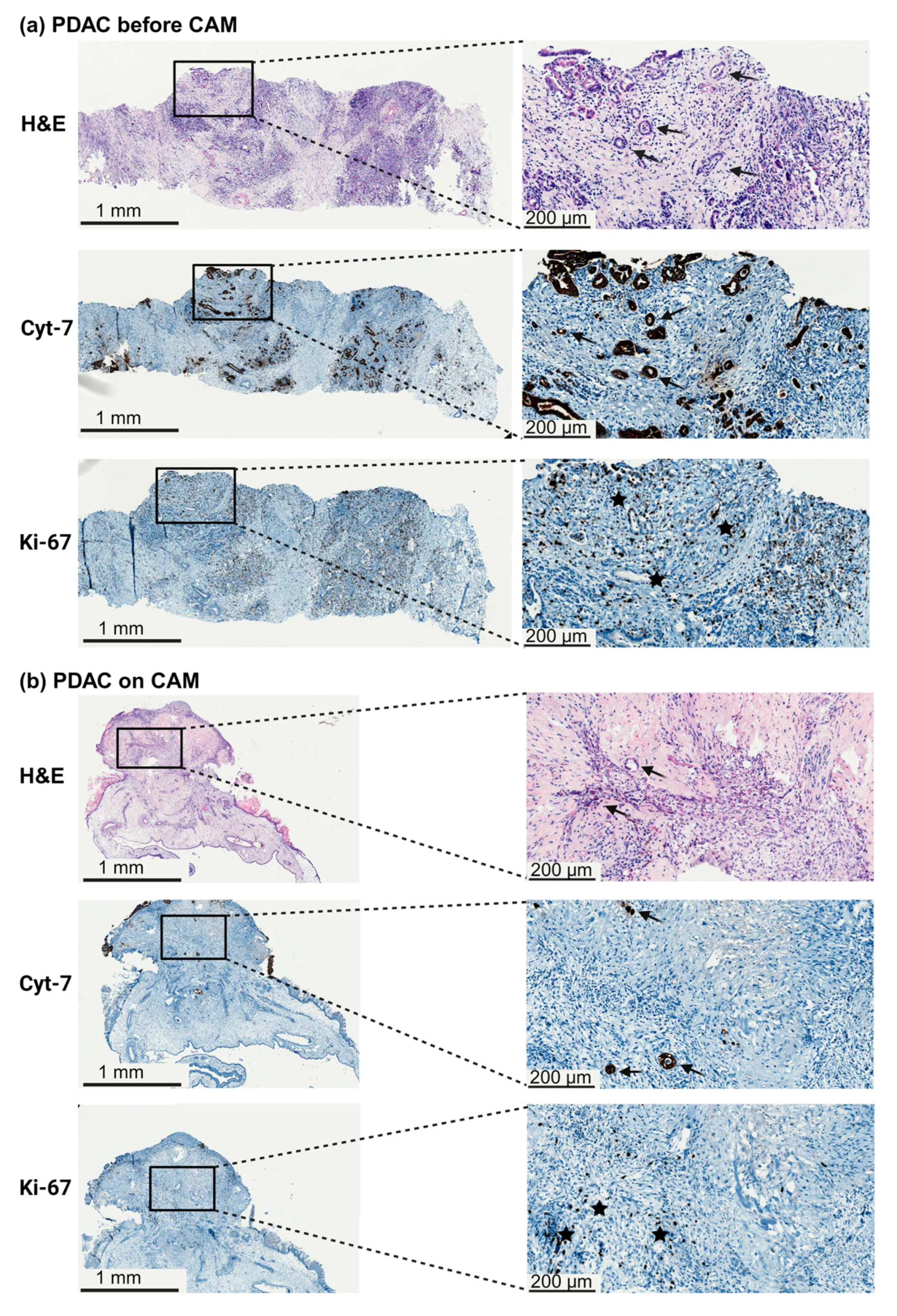 Organoids 03 00001 g004