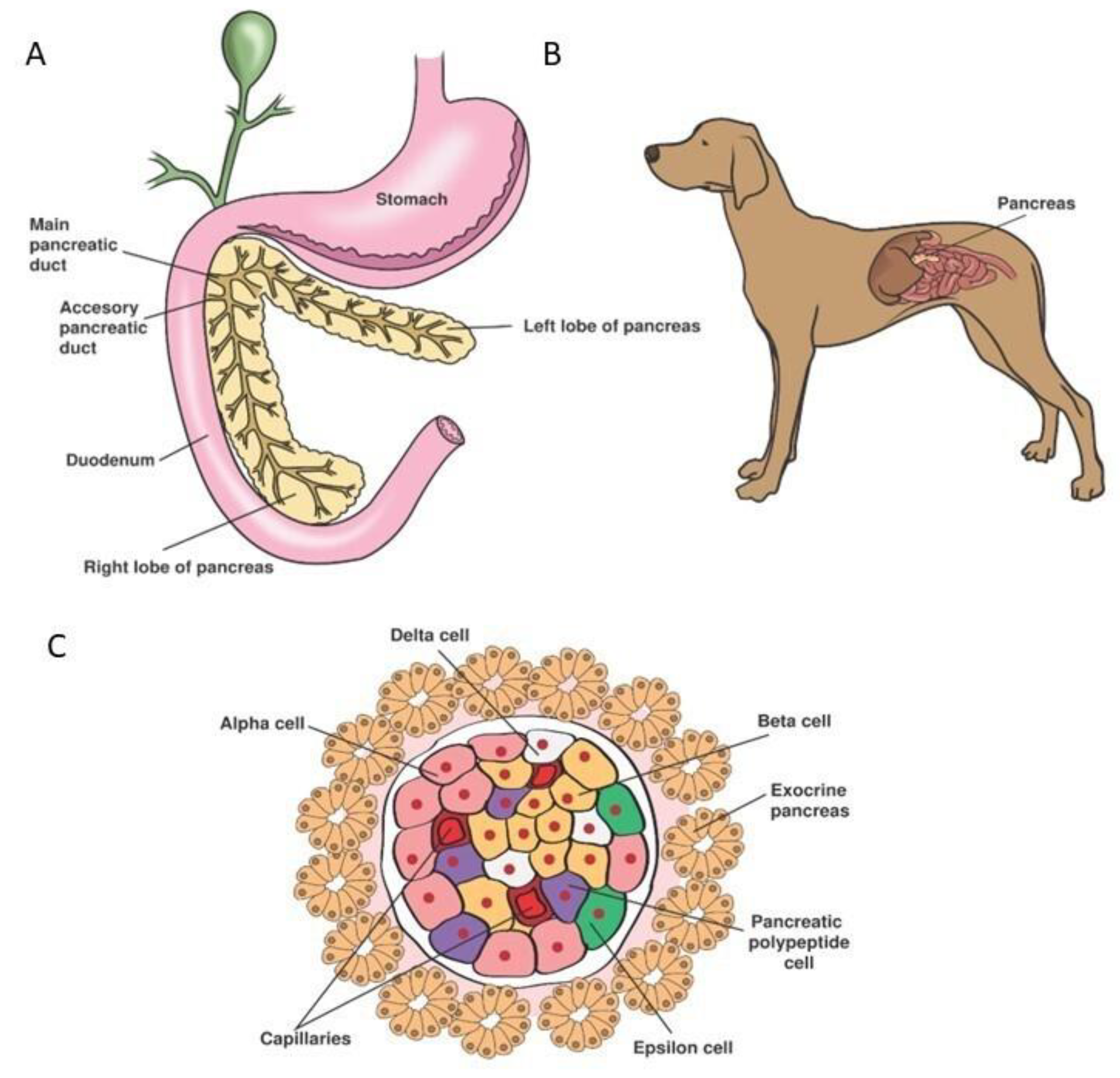 Organoids 03 00006 g001