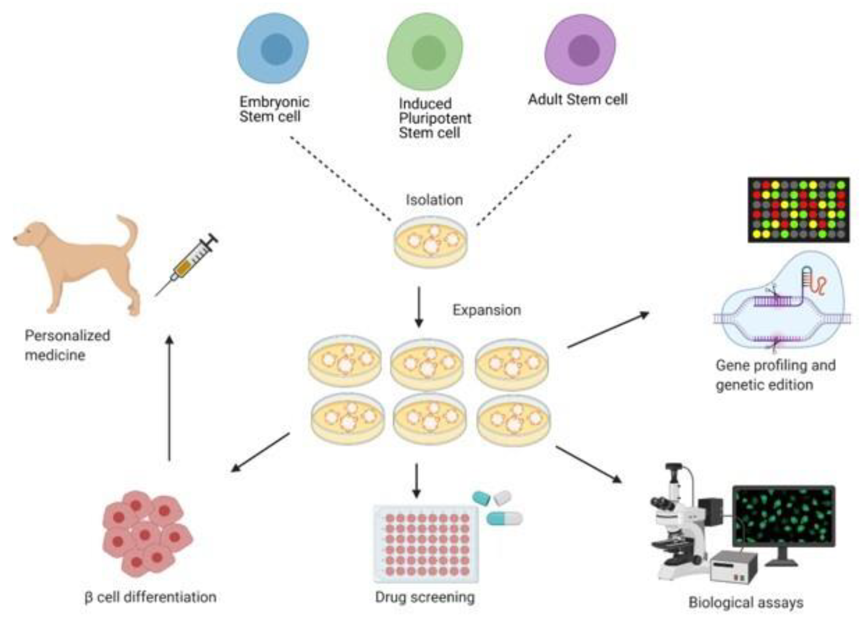 Organoids 03 00006 g002