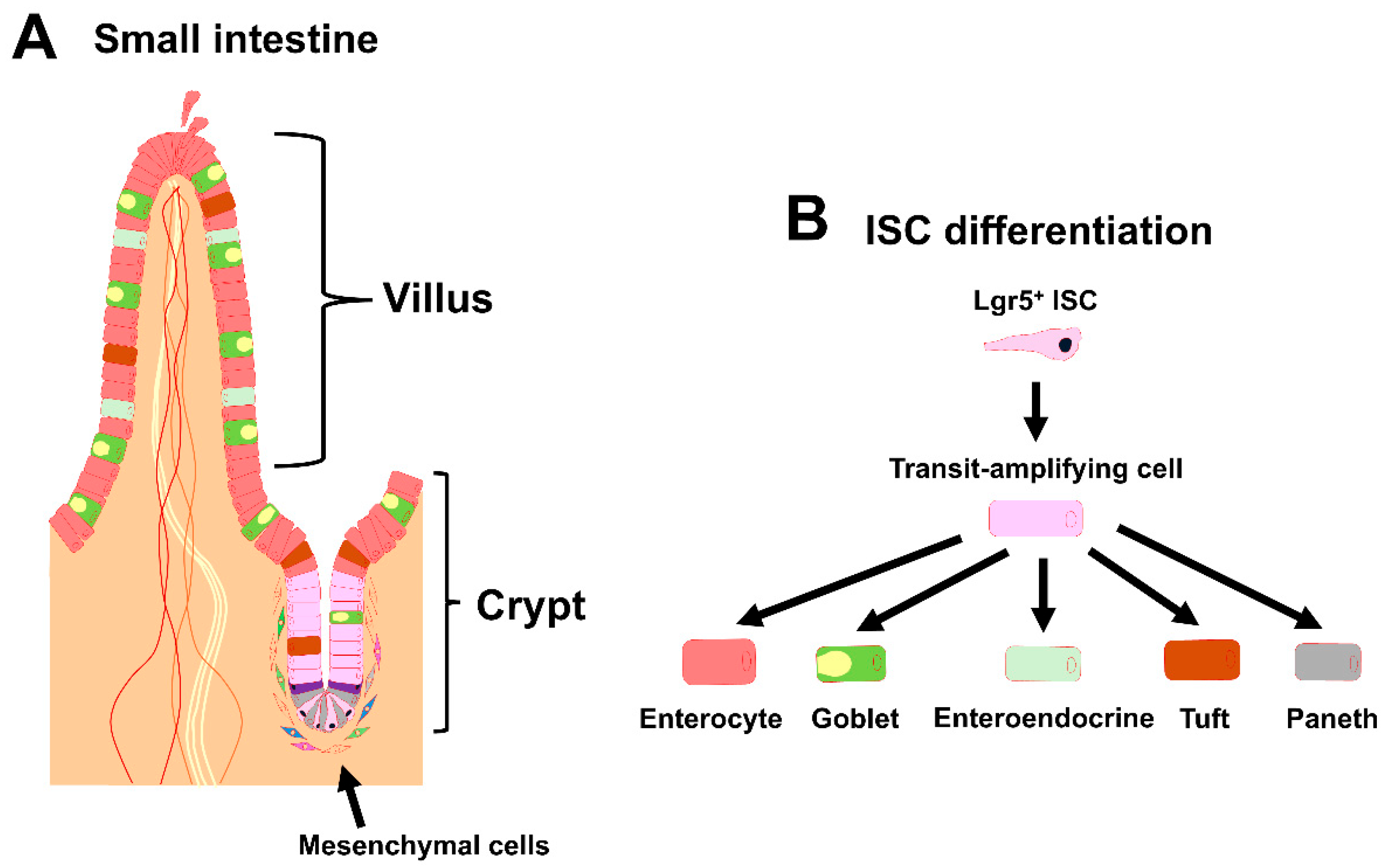 Organoids 04 00006 g001