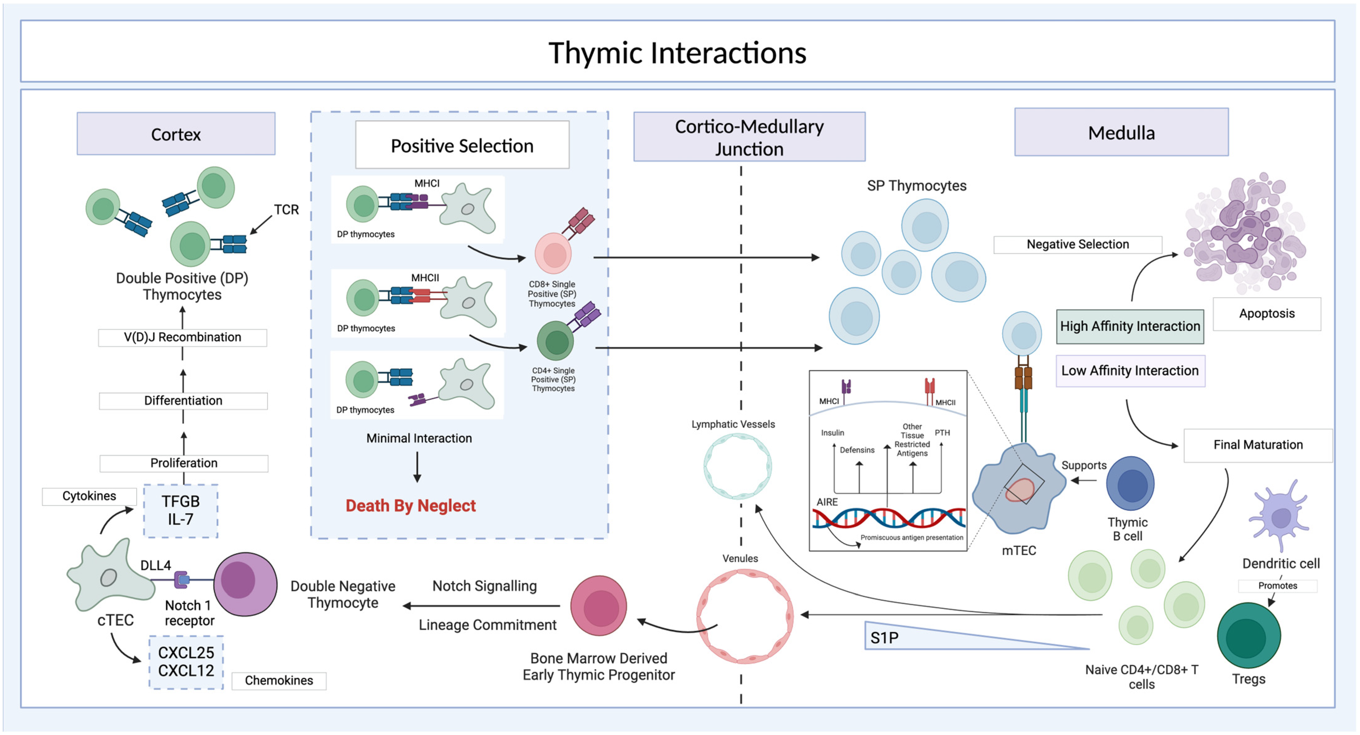 Organoids 04 00007 g004