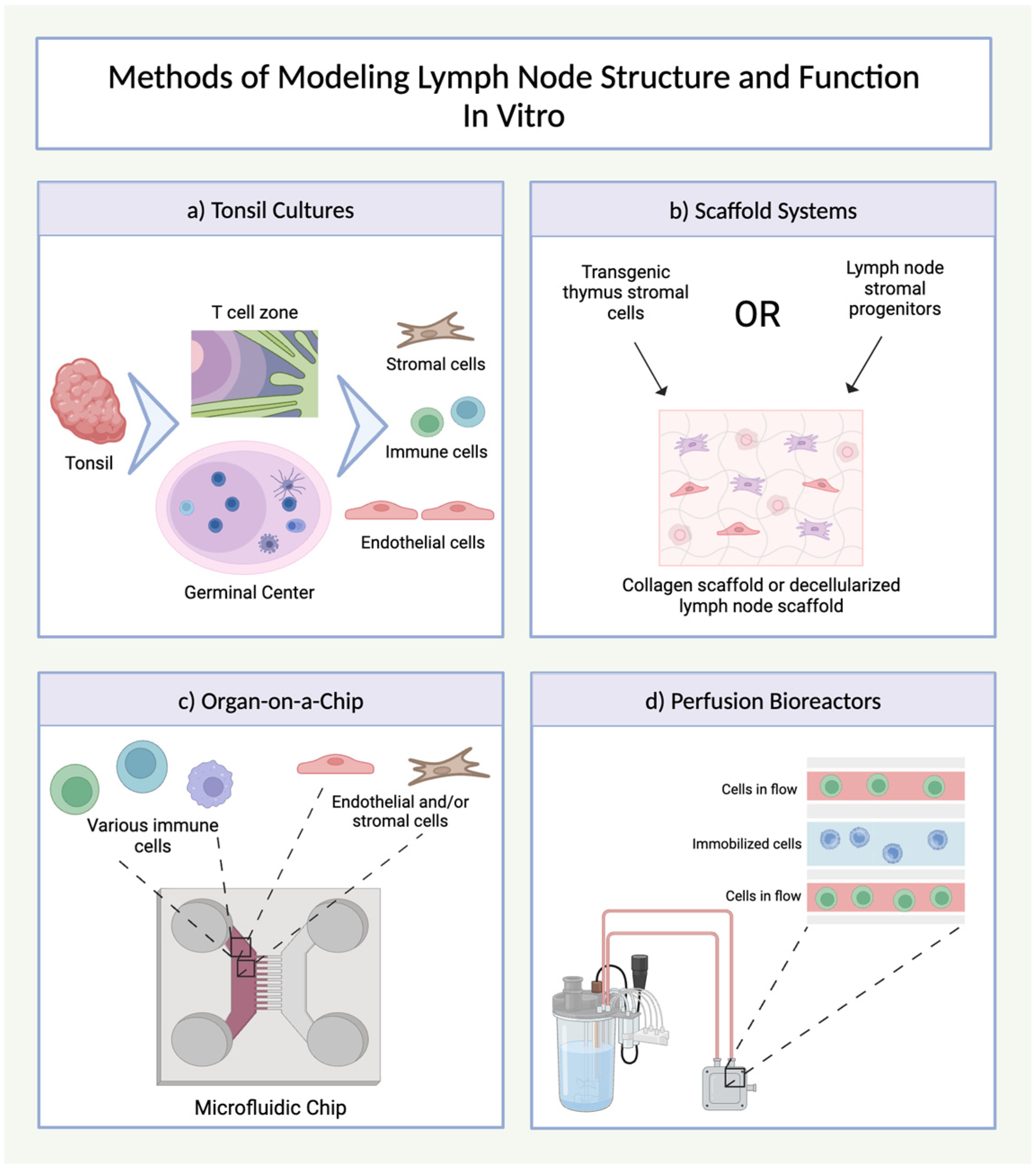 Organoids 04 00007 g006