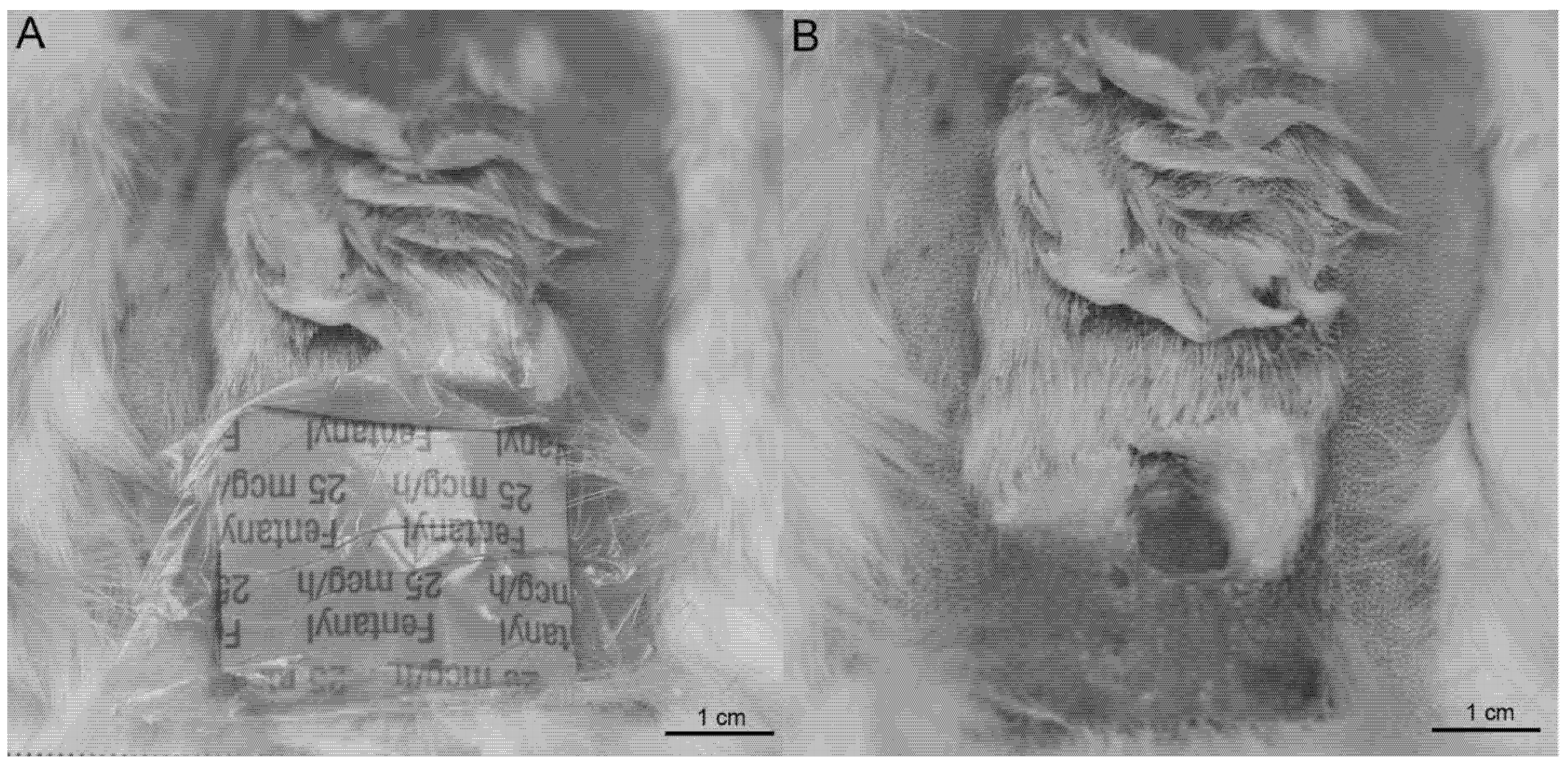 Osteology 01 00021 g006