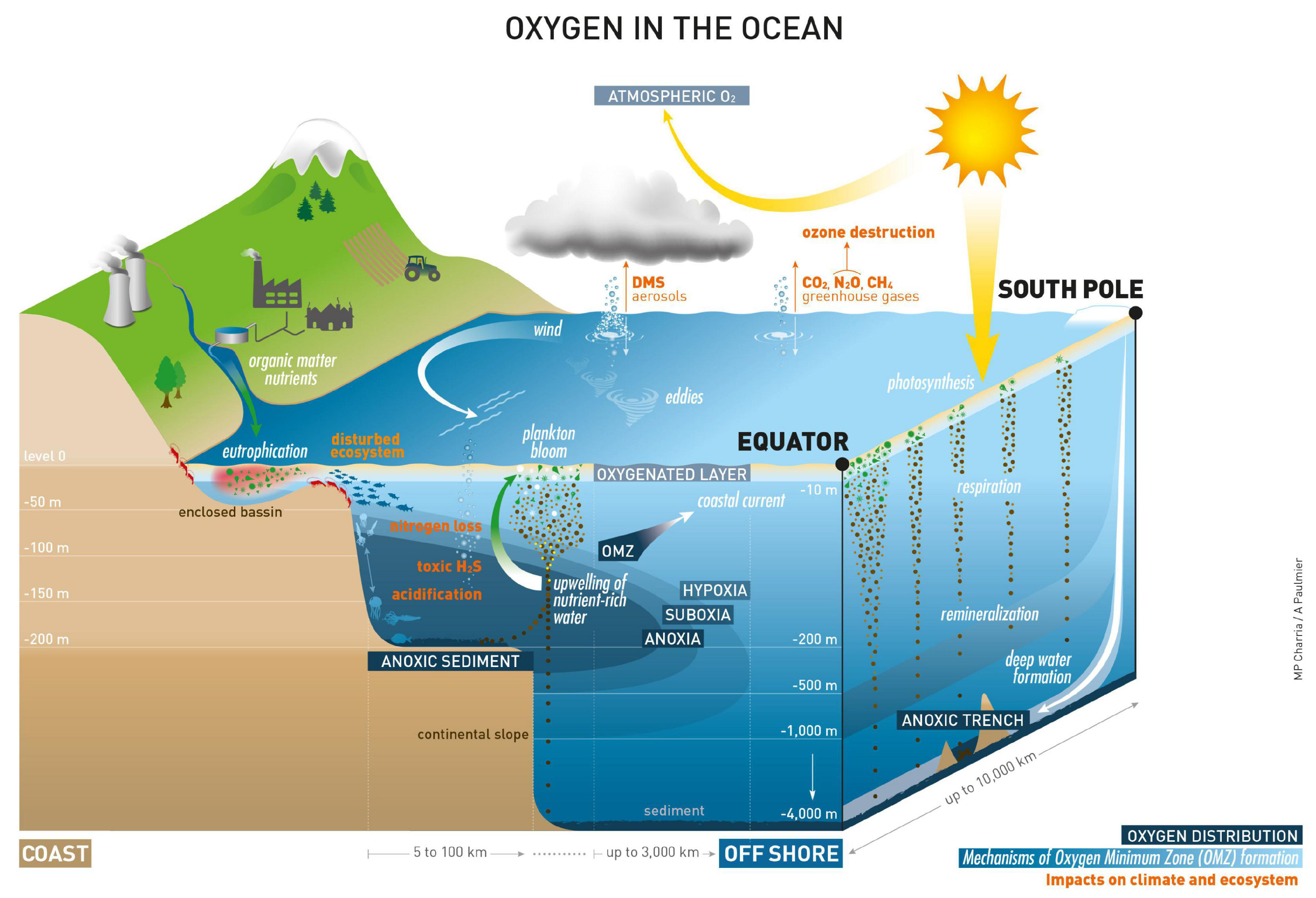 oxygen cycle in water
