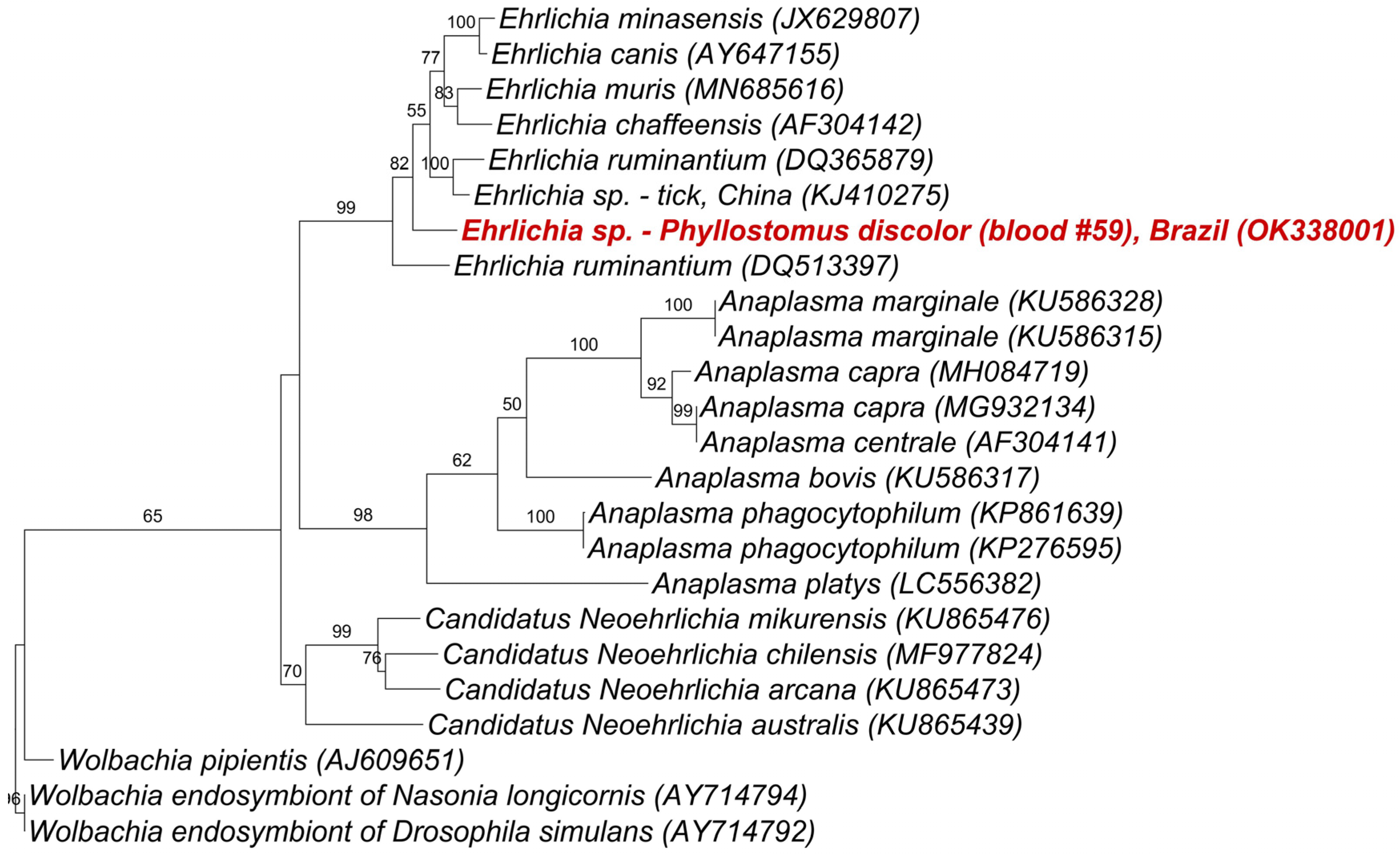 Parasitologia | Free Full-Text | Molecular Survey of Anaplasmataceae Agents  and Coxiellaceae in Non-Hematophagous Bats and Associated Ectoparasites  from Brazil | HTML